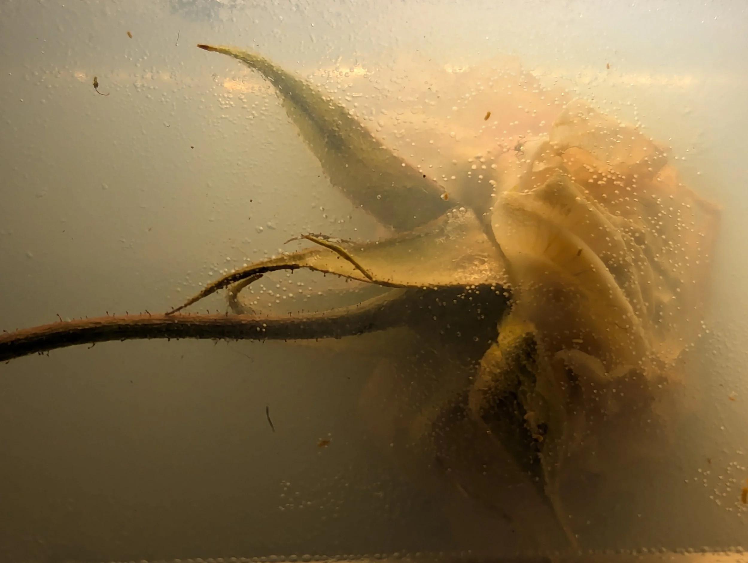 Vestige IV. 2026. Photography/Digital Archive.  
Dried white rose in a bioplastic solution.