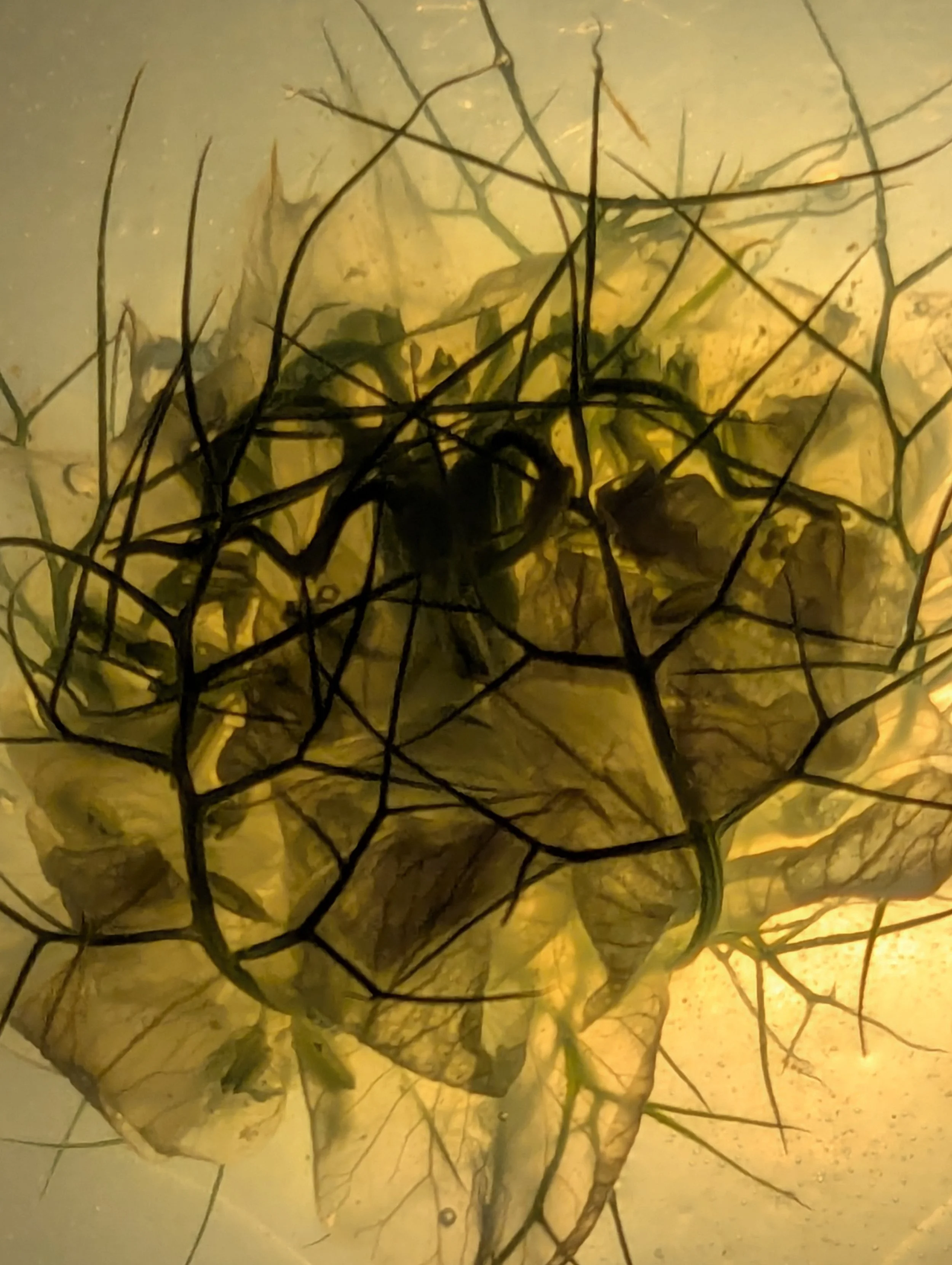 Vestige III. 2026. Photography/Digital Archive.  
Nigella damascena in bioplastic solution.