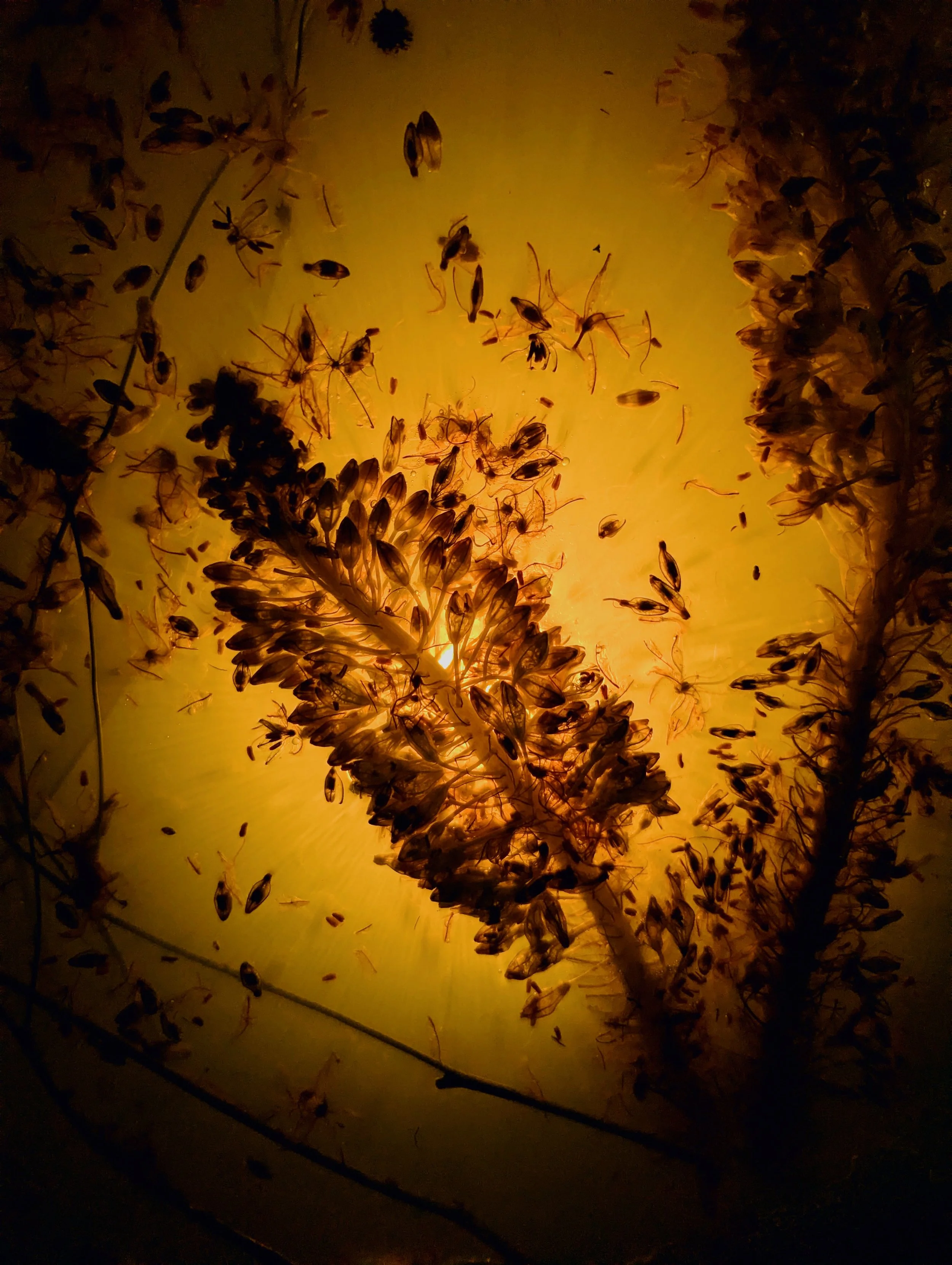 Vestige VI. 2026. Photography/Digital Archive.  
Dried fox tail in bioplastic solution. Approx. 11" x 9" / 28 cm x 23 cm