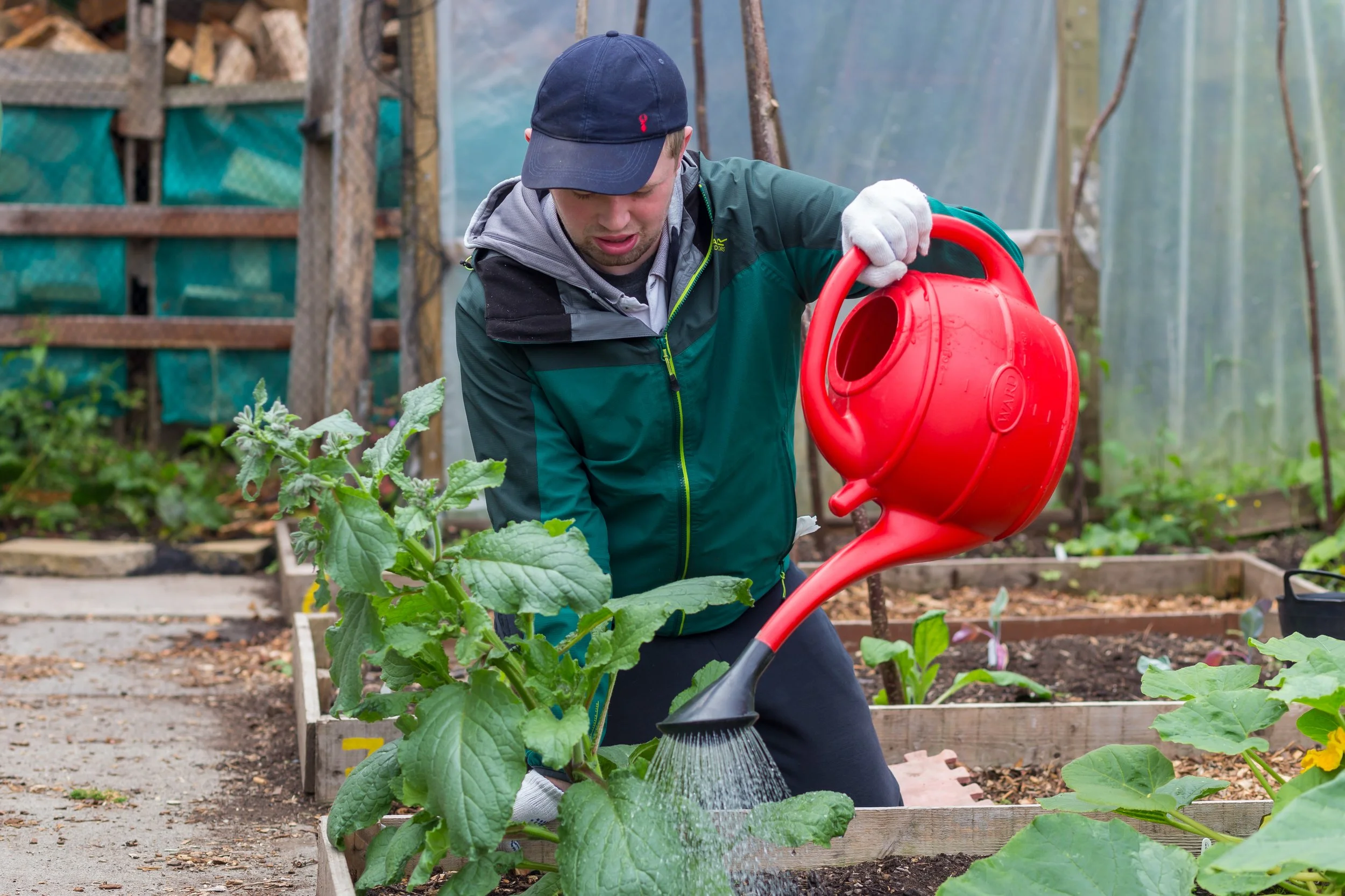 A young man watering plants in a garden with a red watering can.