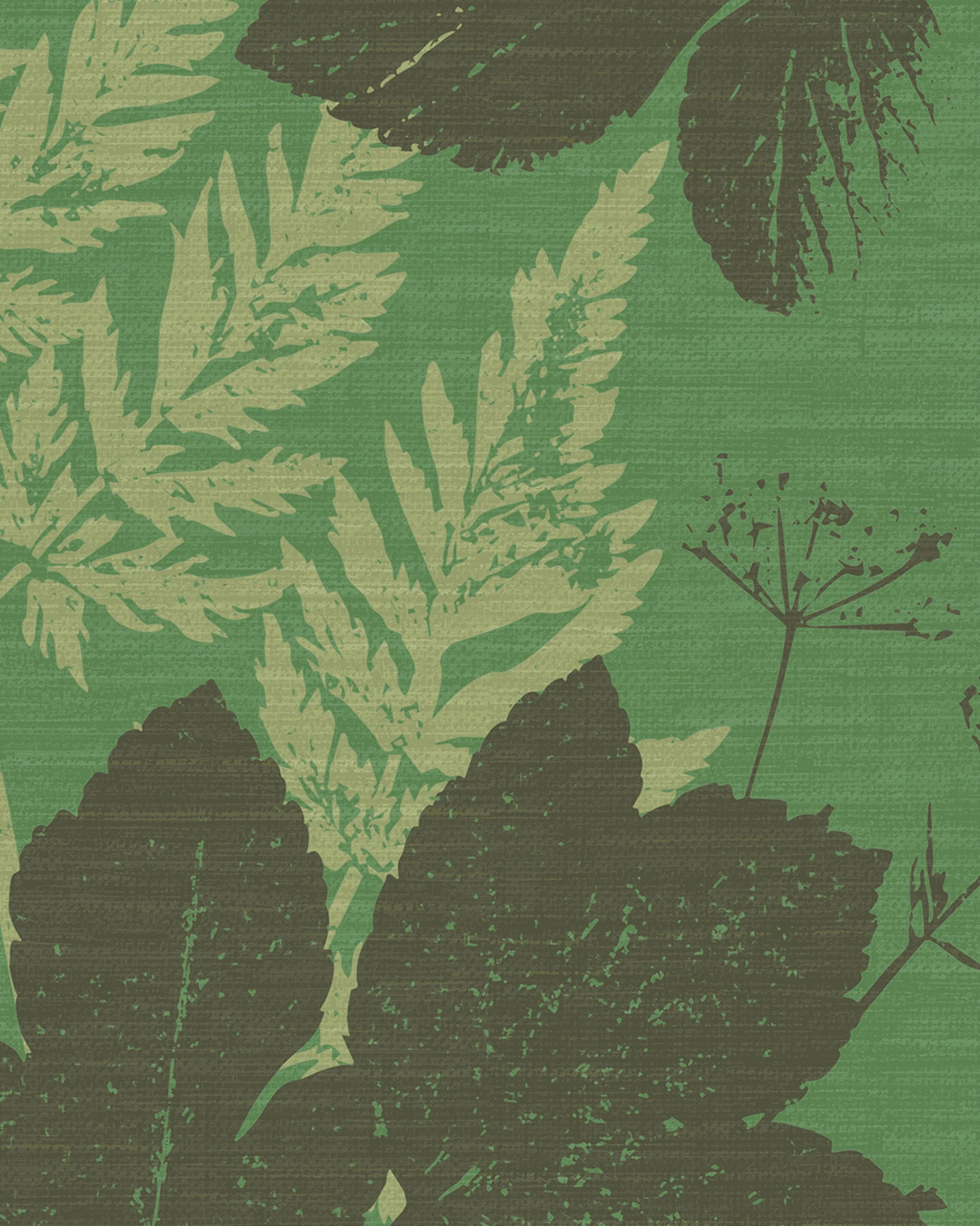 Alexanders Parsley – Roman Celery