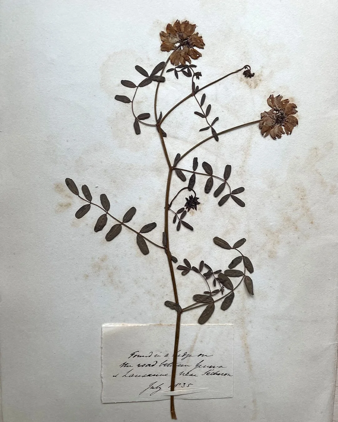 Herbarium, in progress.

A few of the details I&rsquo;m spending time with as I develop patterns - curling tendrils, papery petals and handwritten notes.

These beautiful pressings, kindly lent by @tracywallpaper are full of inspiration. So much to n