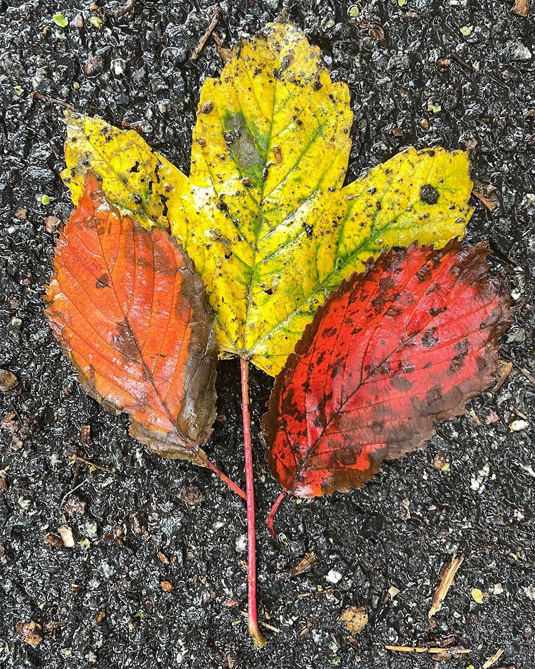 Treasure hunting.

Out and about in the autumn rain over the last week, gathering new colours and new inspiration.

These small discoveries are already finding their way into ideas in progress for Herbarium, our next collection. 🍂