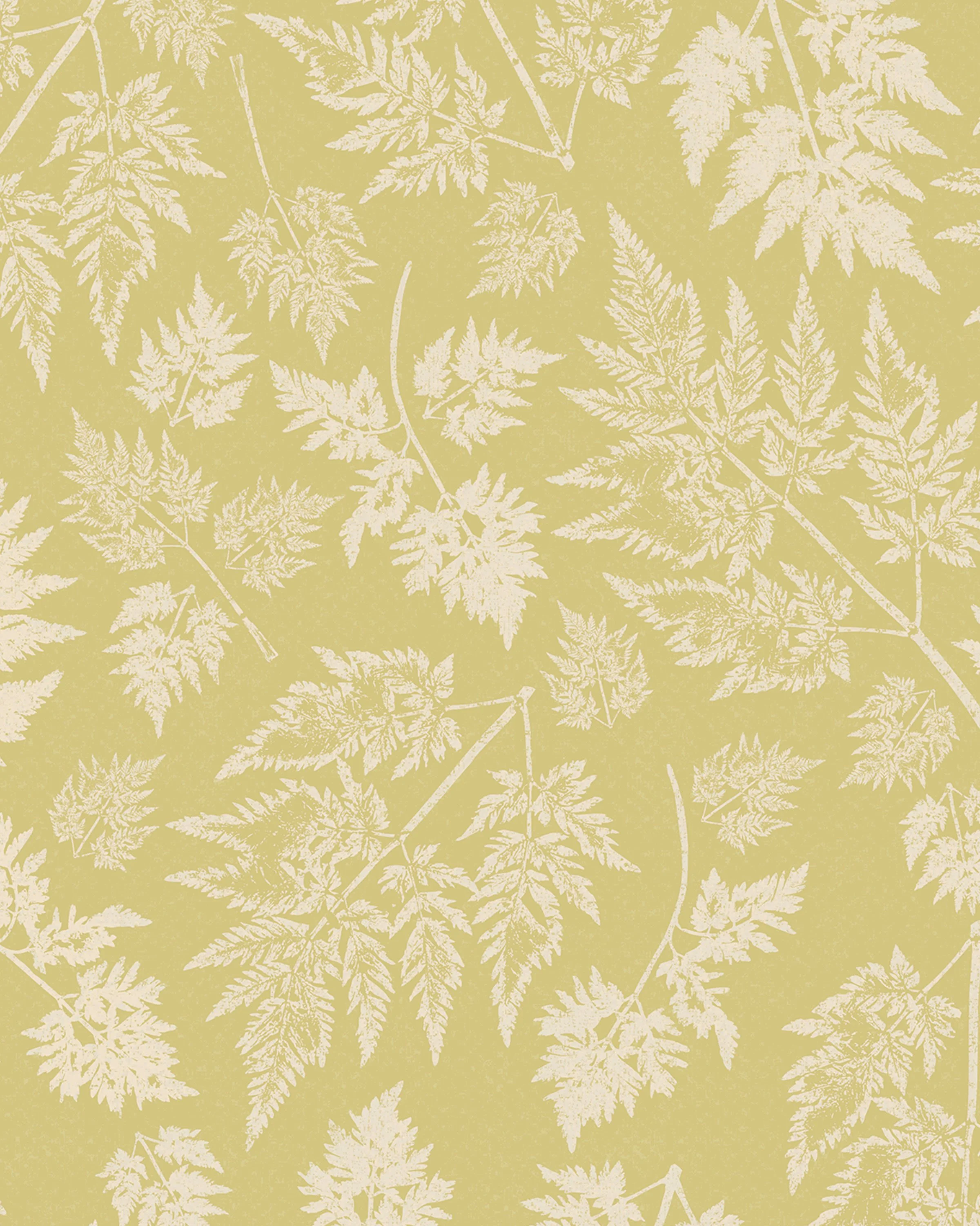 Parsley – Early Elder