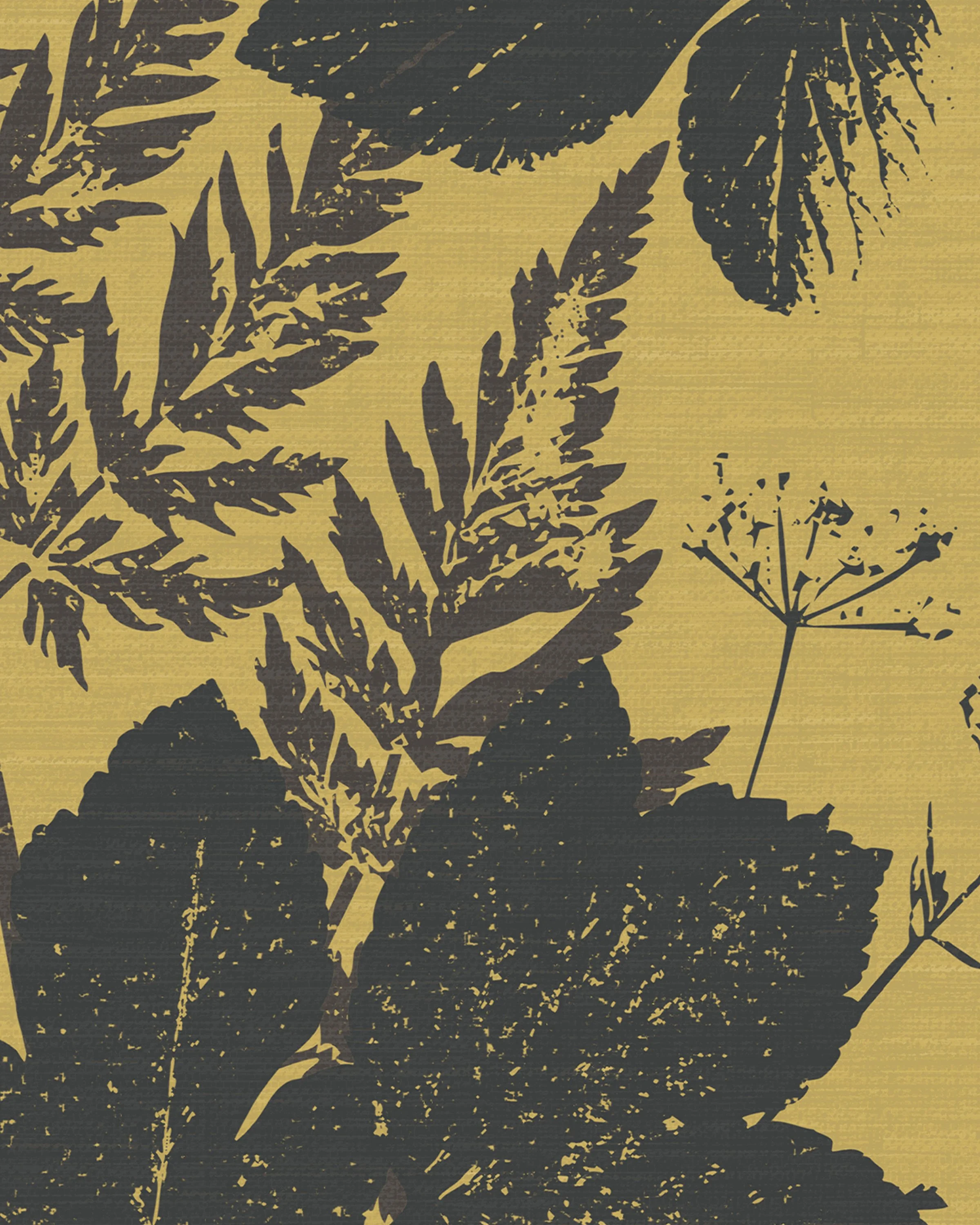 Alexanders Parsley – Black Lovage