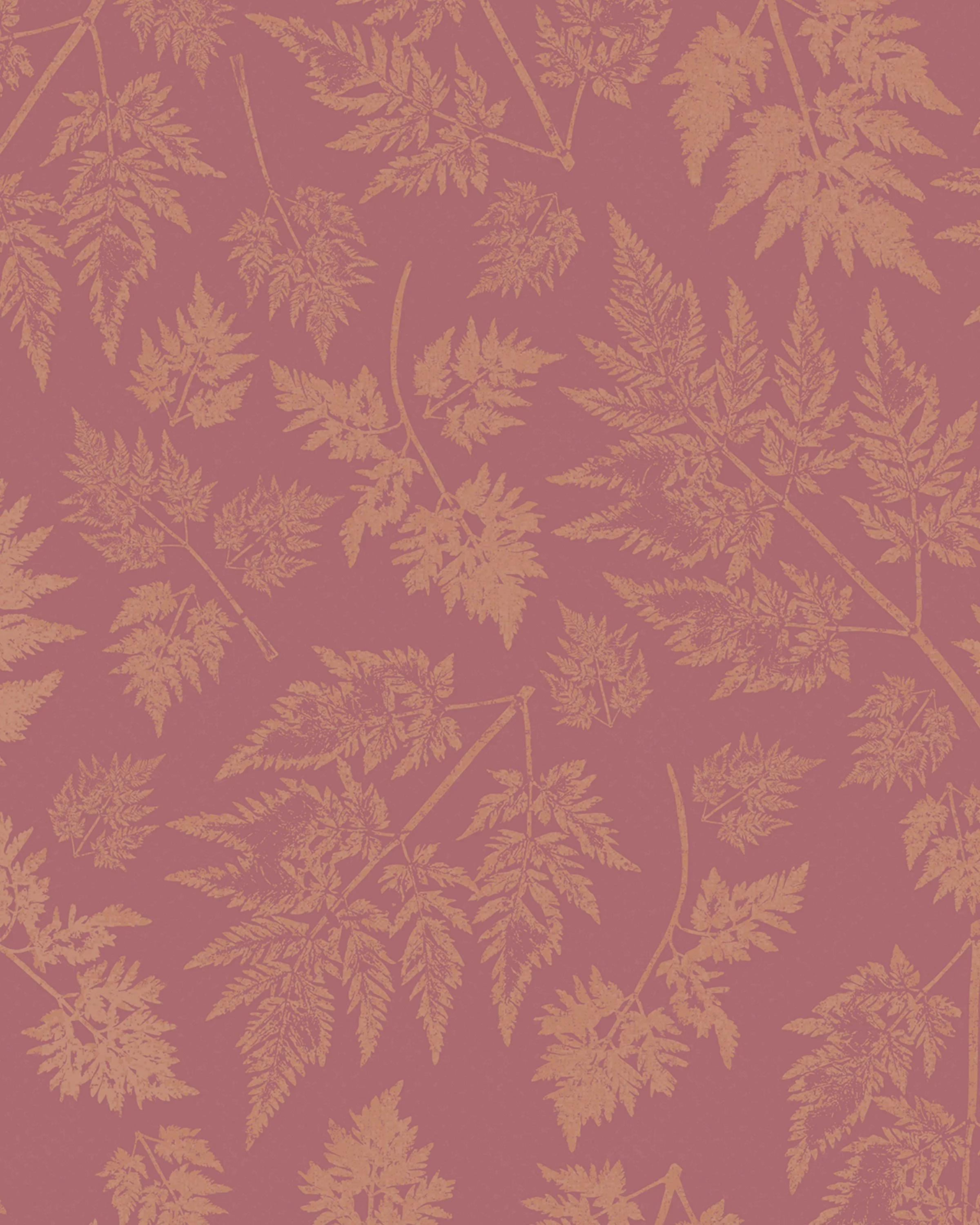 Parsley – Wild Chervil