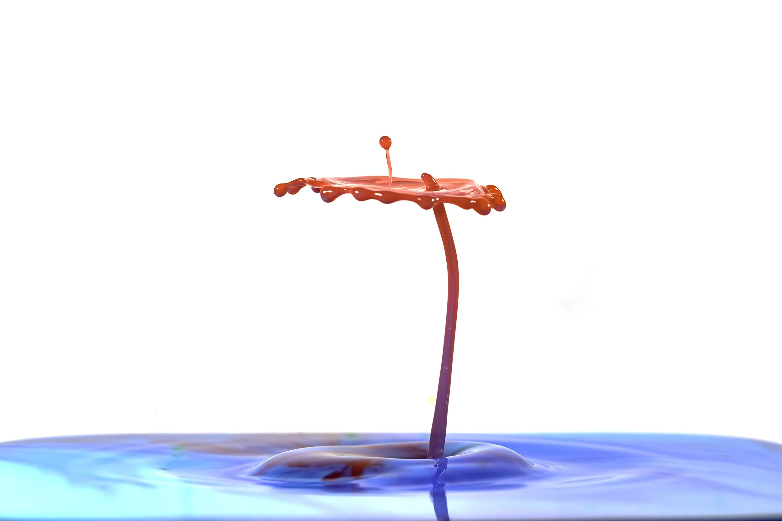 396A7239-Avec accentuation-Bruit-Modifier.jpg