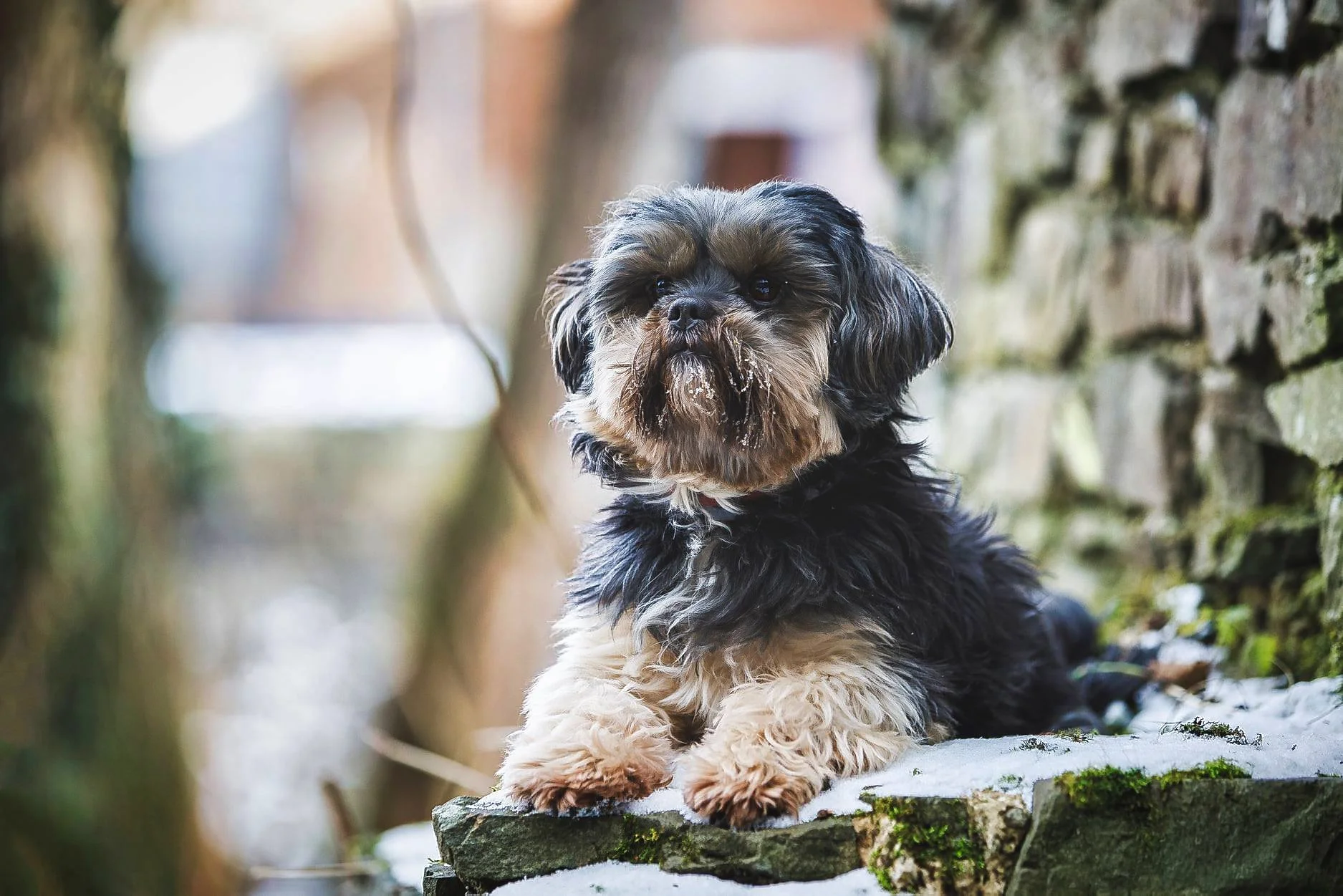 Un chien de race Shih Tzu couché sur une branche en extérieur, avec un fond flou d'arbres et de lumière naturelle.
