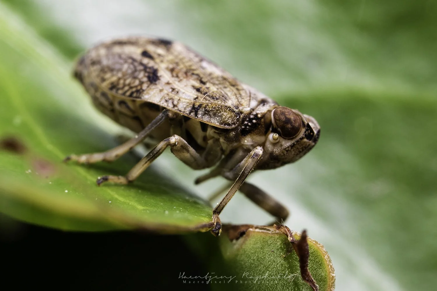 49984569818_af78d0b7ec_o (1).jpg