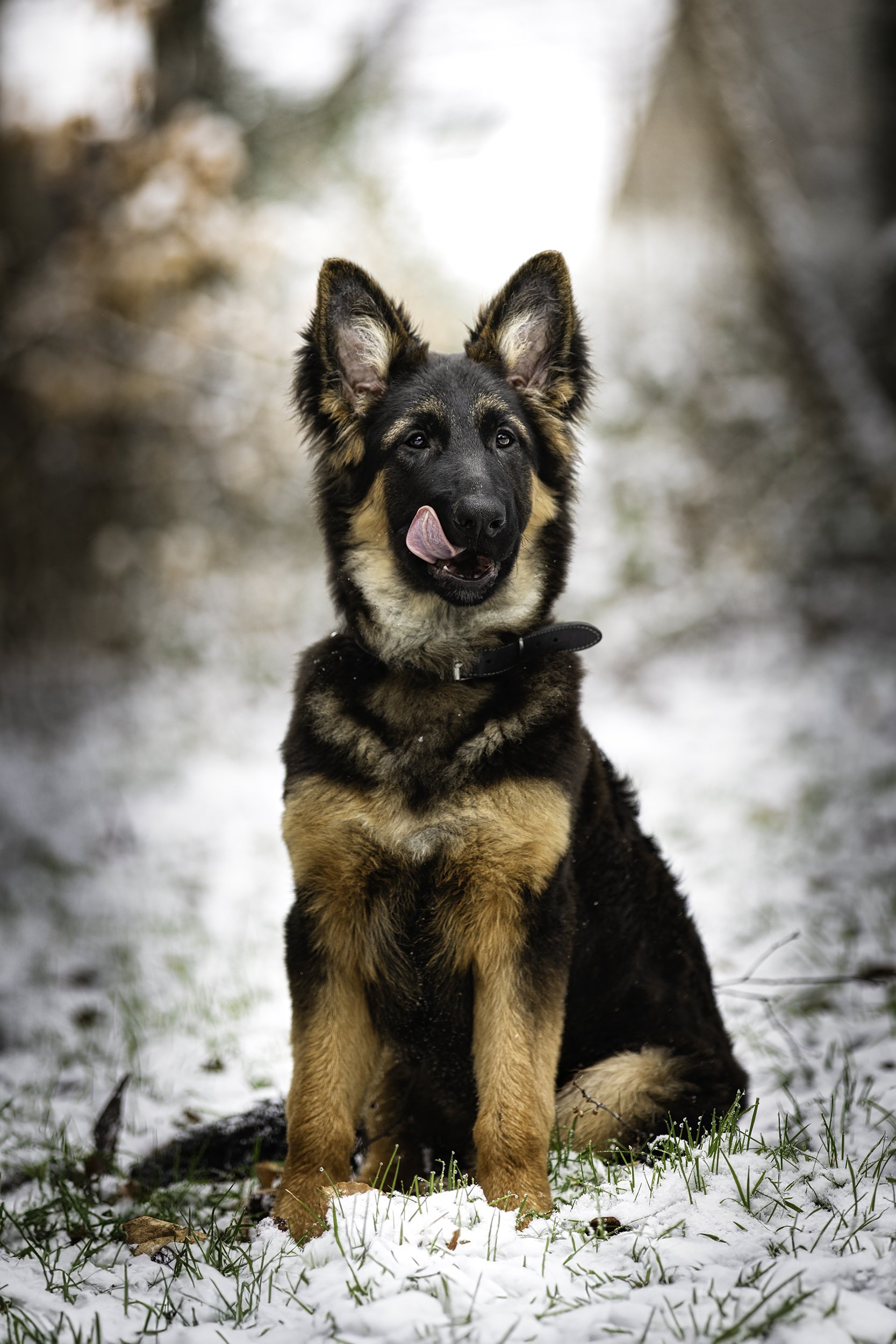 Un chien berger allemand assis dans la neige, mettant sa langue sur son museau, avec un fond flou d'arbres et de ciel.
