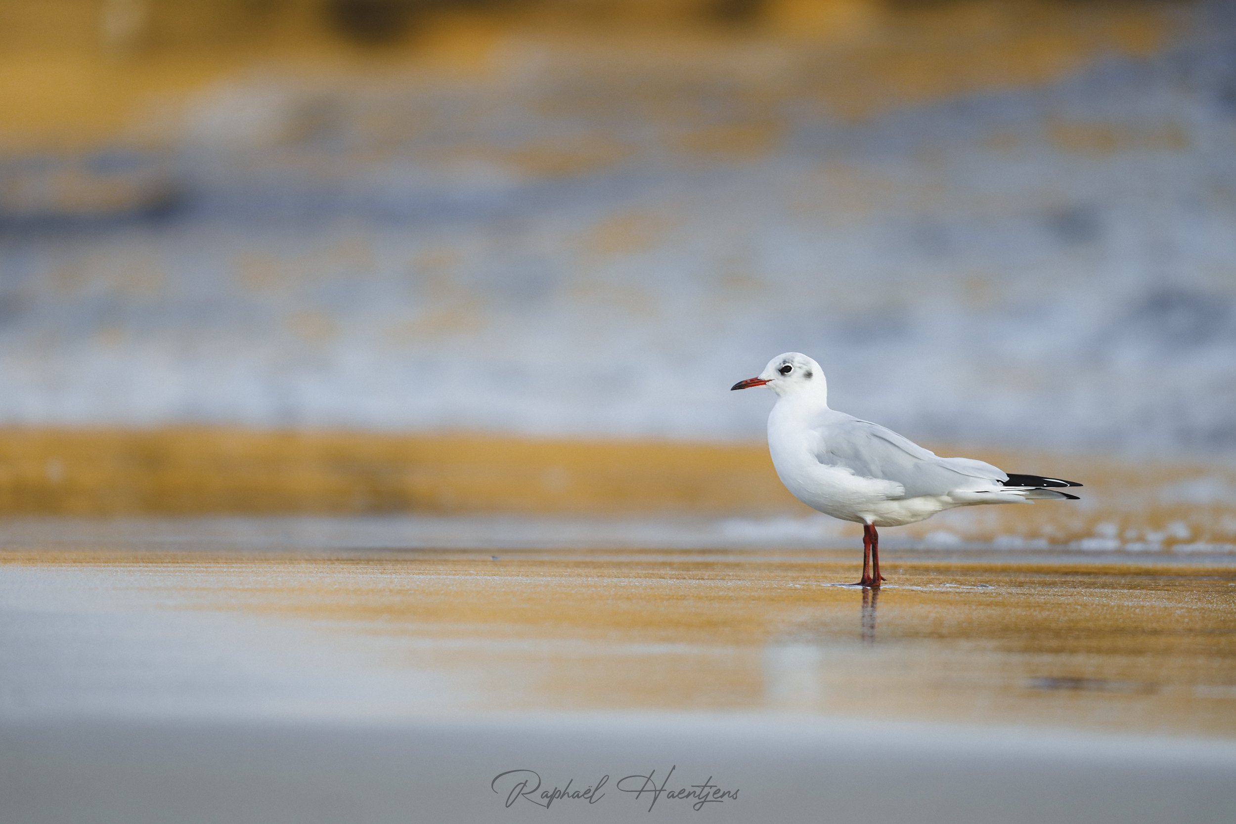 396A0885-Modifier-Modifier-2 copie.jpg