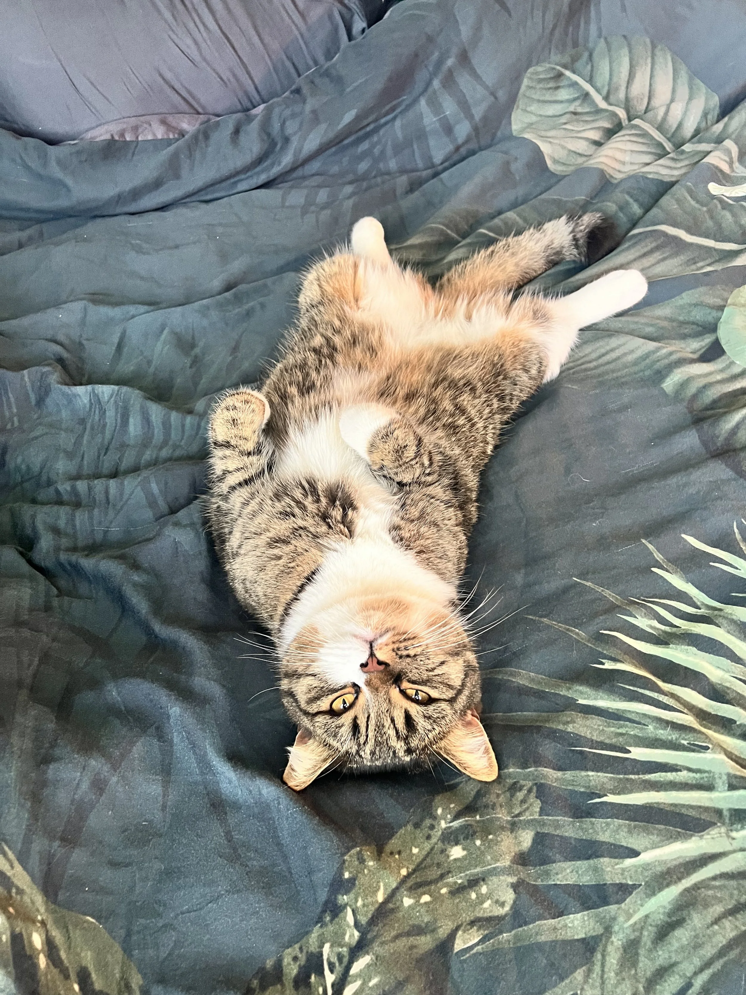 The Therapeutic Power of the Purr (Why Cats &amp; Other Animals Help Us Feel Calm)