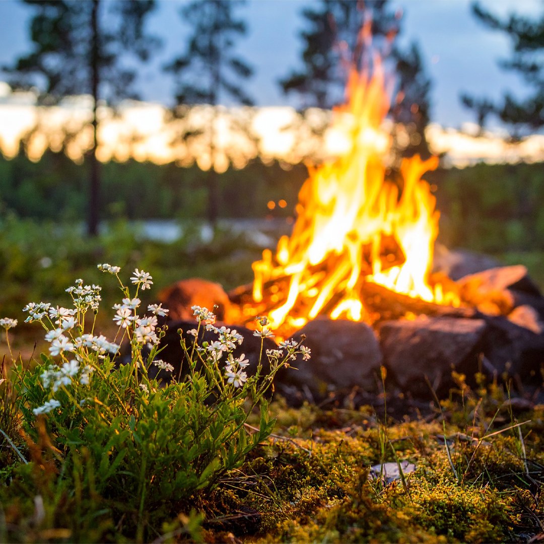 A campfire burning outdoors during sunset with trees in the background and small white wildflowers in the foreground.