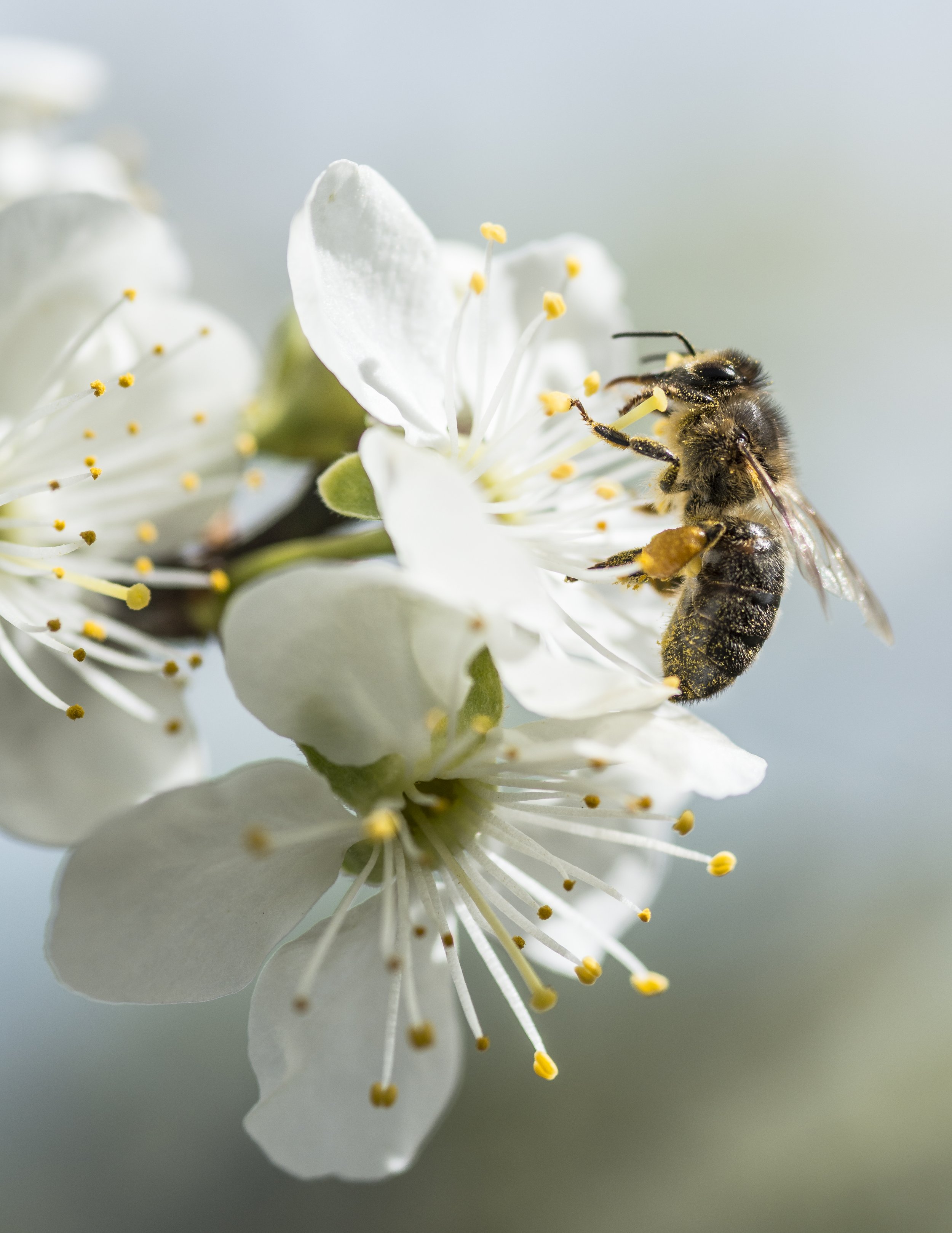 Brunbie sanker nektar på blomstrende plommetre
