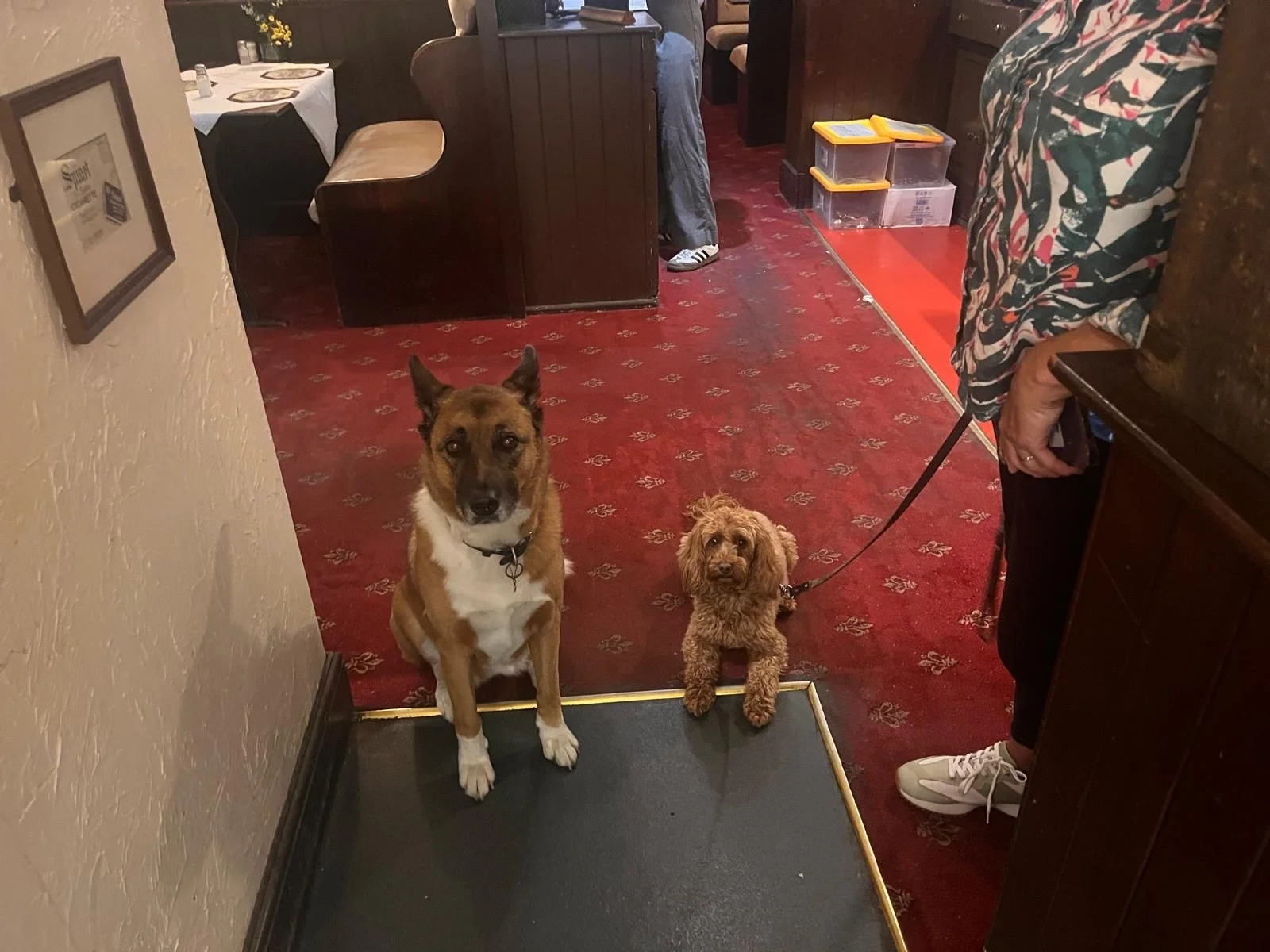 Two dogs sitting on the floor inside a restaurant, one larger with a brown and white coat and the other smaller with a curly tan coat, next to a woman holding their leashes.