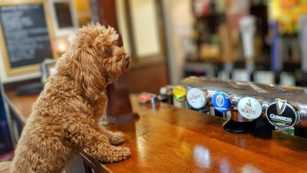 A small brown dog sitting on a bar stool at a bar counter, looking towards beer tap handles.
