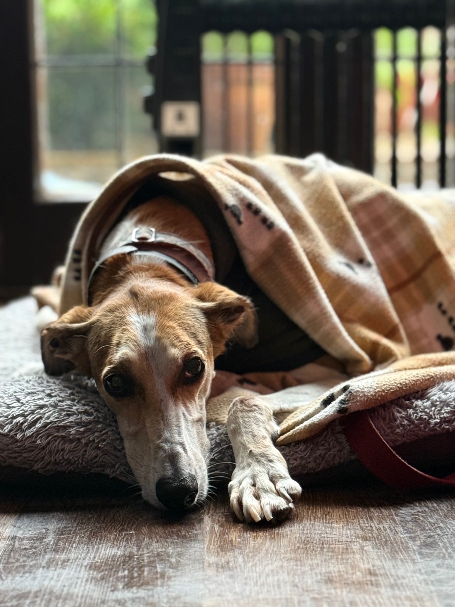 A dog lying on a plush bed, partially covered with a blanket, indoors with a window and outdoor scene in the background.
