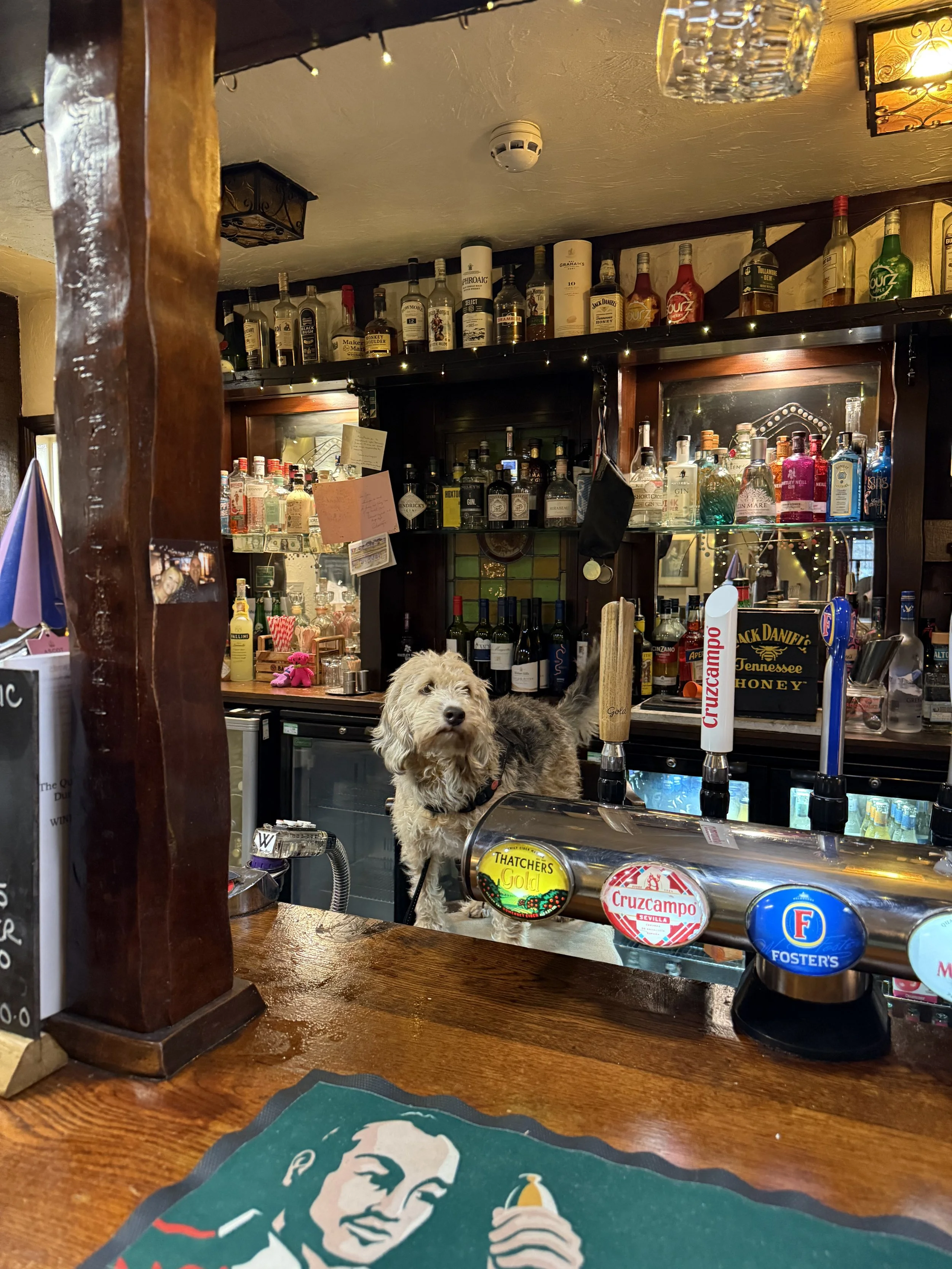 Photo of a dog standing behind a bar counter in a pub, surrounded by various liquor bottles on shelves. The bar features draft beer taps, and the background shows warm lighting and decorations.