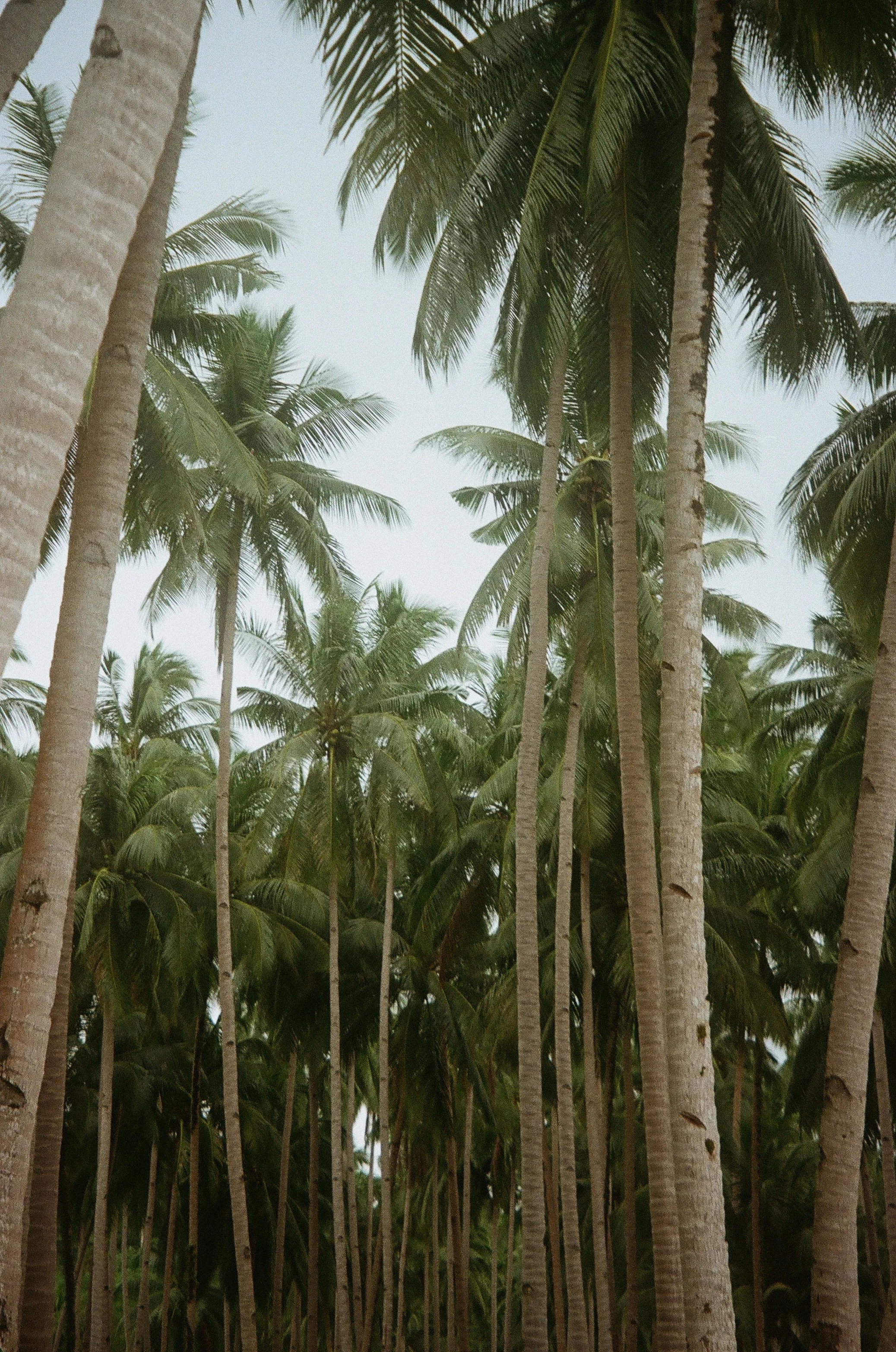 000078260028.jpg