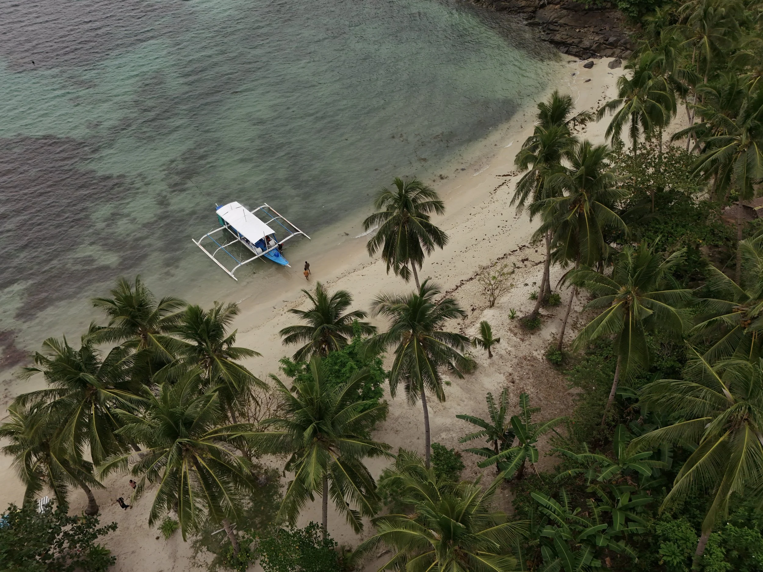 Ein Strand mit vielen Palmen und einem kleinen Boot im Wasser.