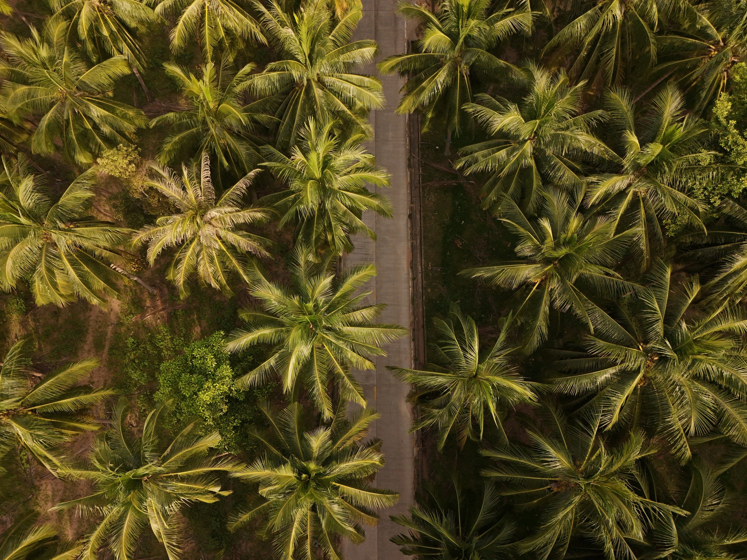 dji_fly_20250518_184432_0974_1767808303481_photo.jpg