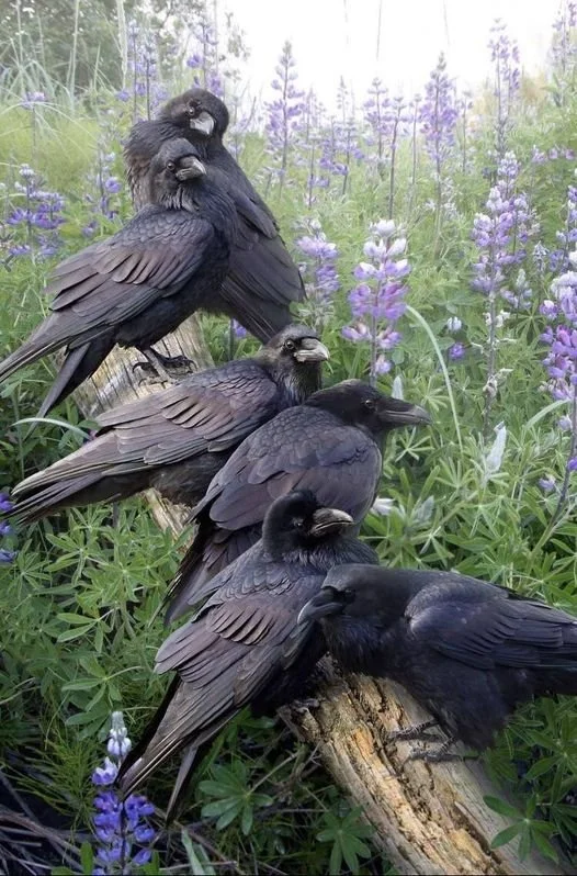 Messages From The Morrigan