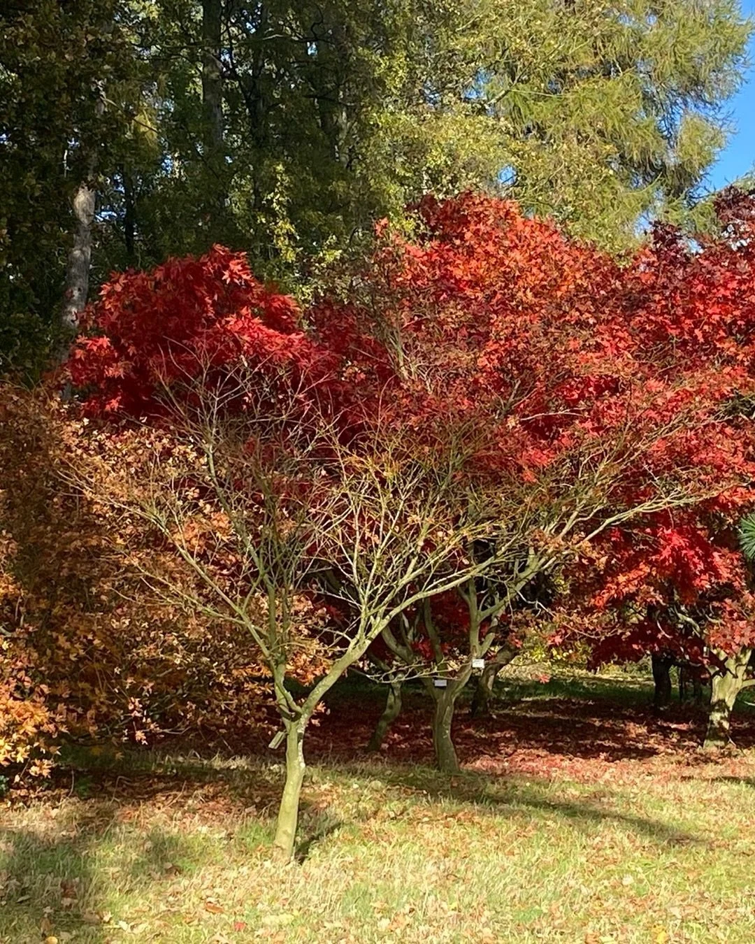 The Yorkshire Arboretum 
Castle Howard Estate
North Yorkshire

The Yorkshire Arboretum is Looking particularly splendid at the moment. Especially the Acers. Get there if you can.

#northyorkshire #arboretum #acer #autumntrees🍁🌲🍂 #autumntrees🍁 #ca