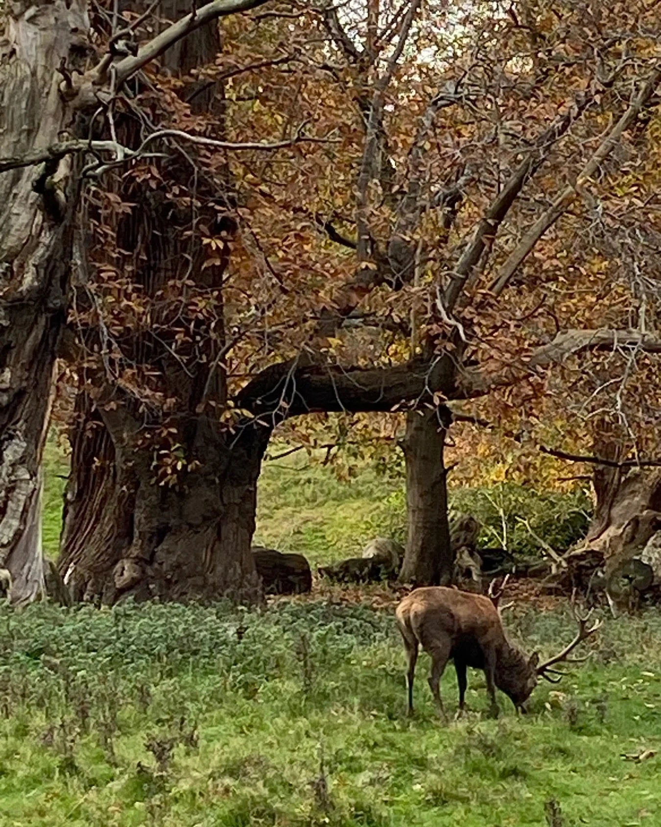 Studley Park

#studleyroyaldeerpark #studleyroyalpark #studleyroyal #nationaltrust #stag #fountainsabbeyandstudleyroyal #ripon #lesleyseegerpaintings #lesleyseegersoundbaths