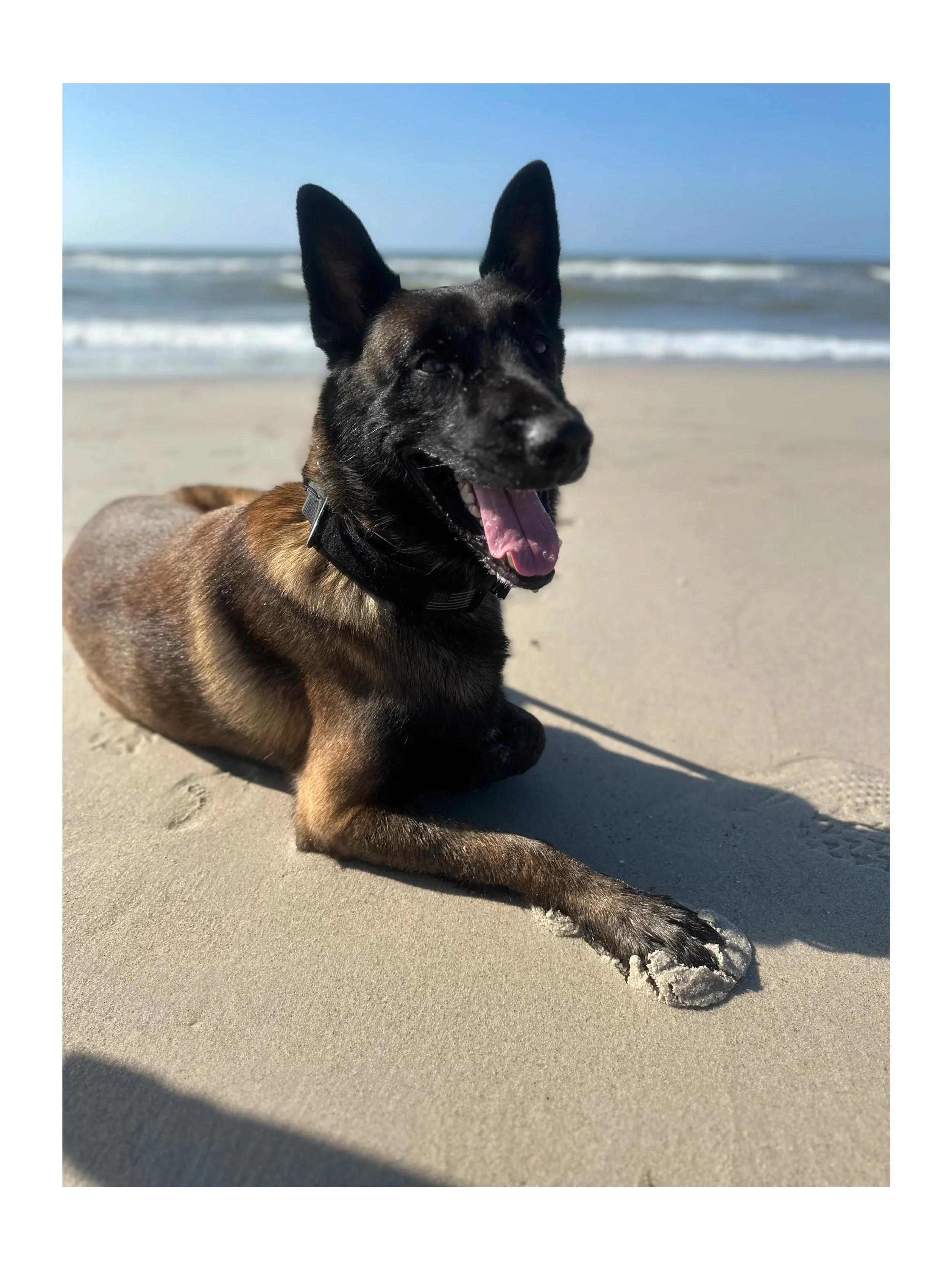 A dog with black and brown fur lying on the sandy beach near the ocean shoreline, with waves and blue sky in the background.