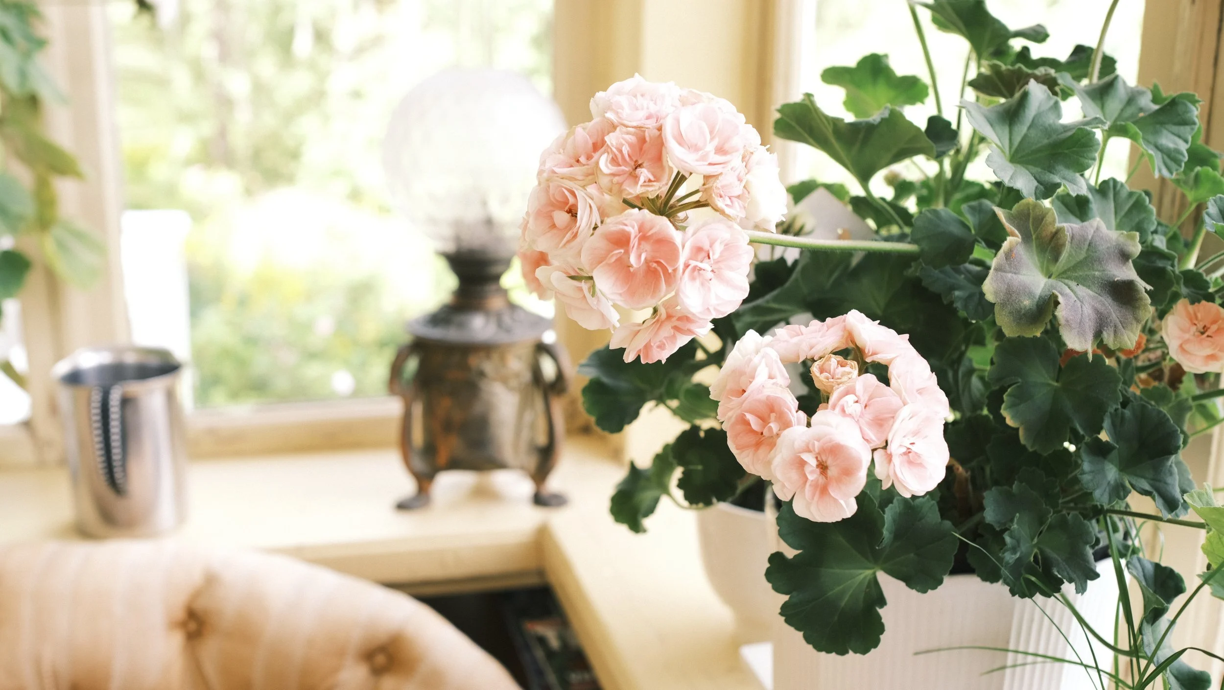 Pink geranium flowers in a white pot on a yellow table near a window with green foliage outside.