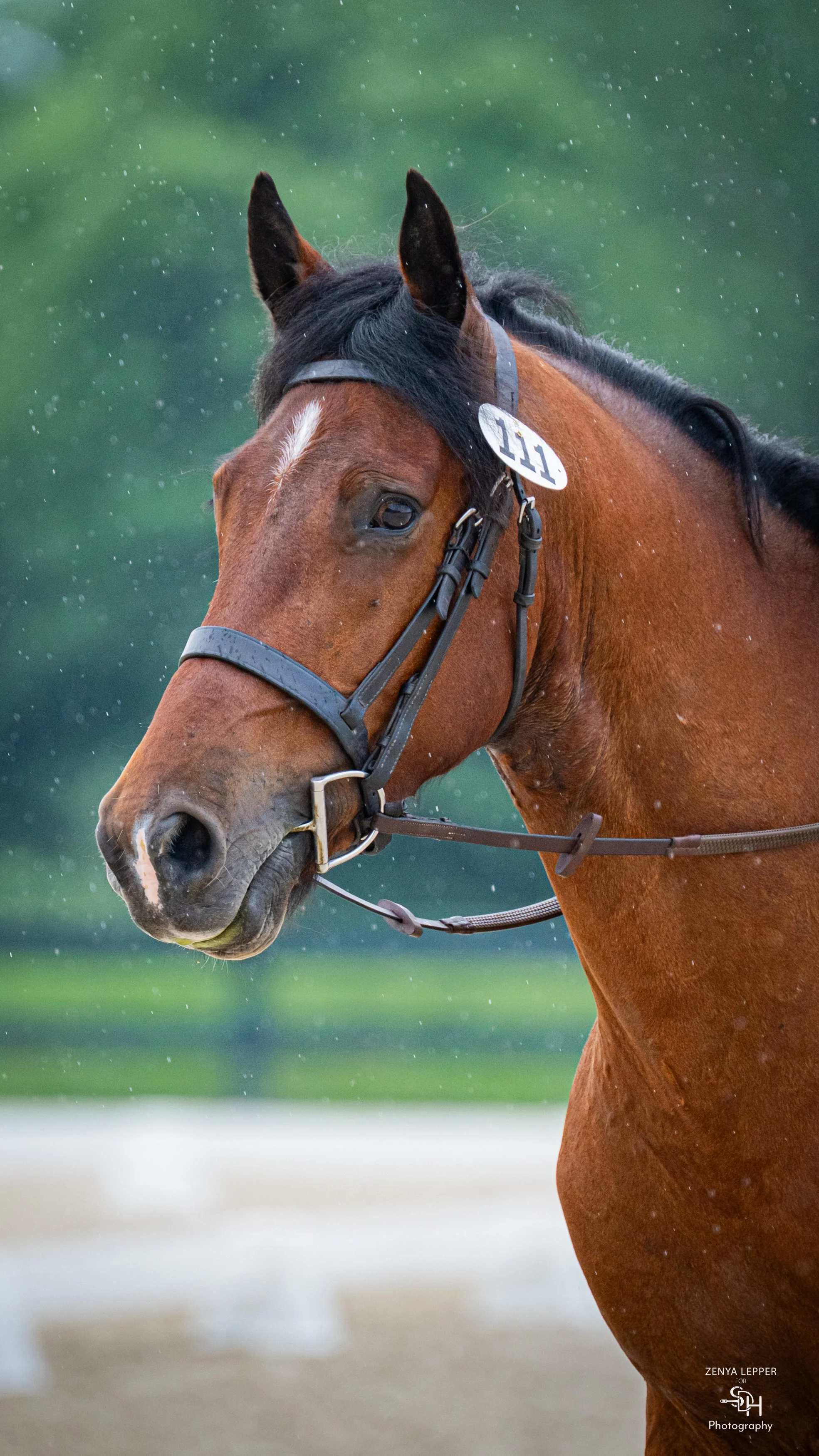 Wiley Dressage..jpg