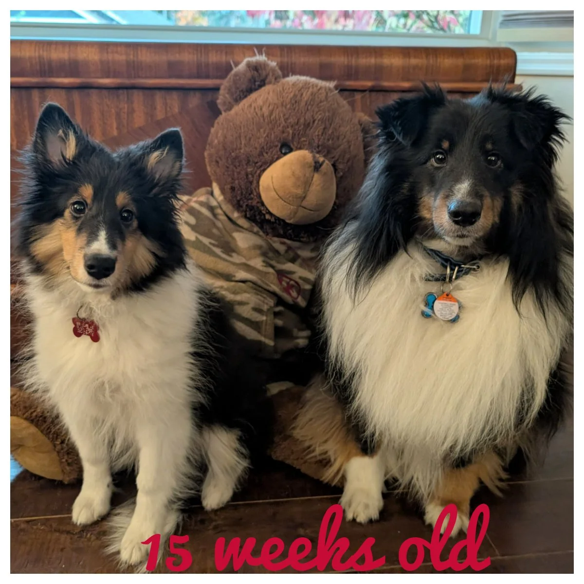 15 weeks old.jpg
