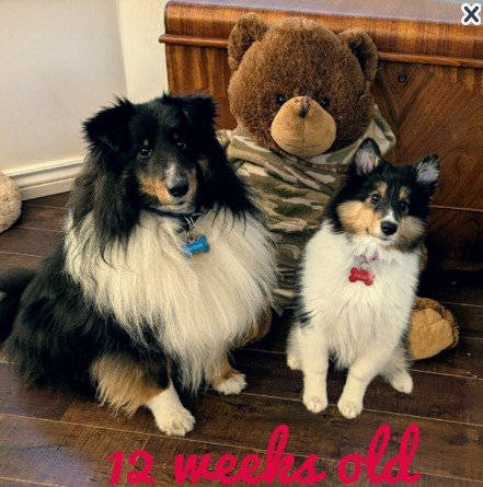 12 weeks old.jpg
