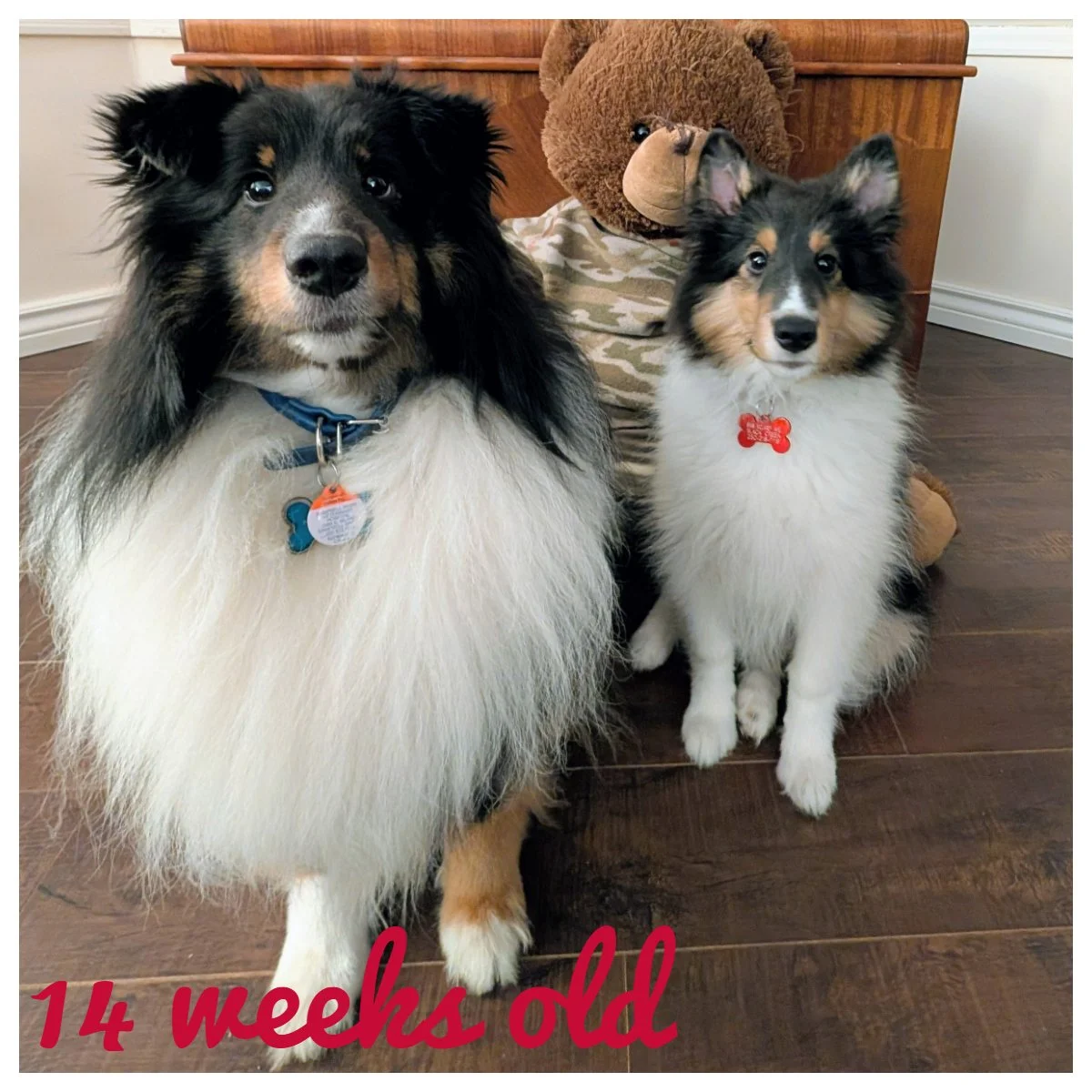 14 weeks old.jpg