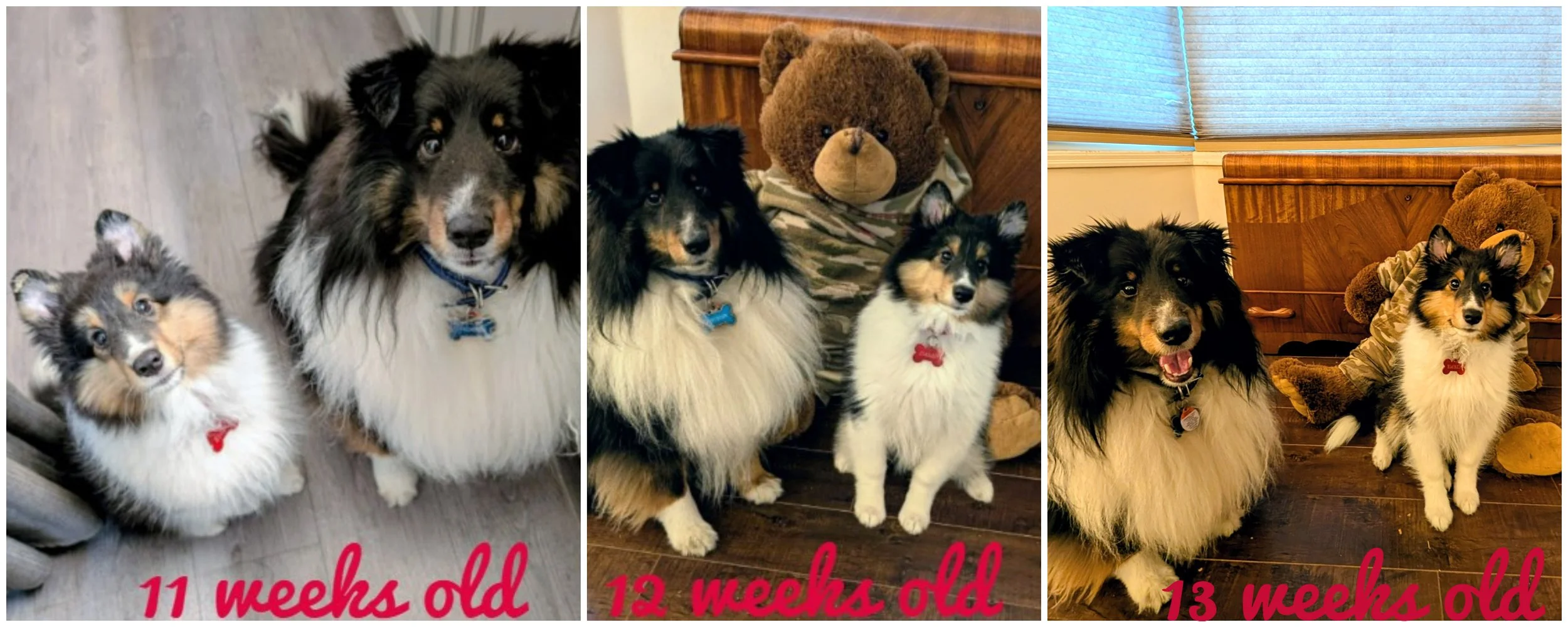 11-13 Weeks Old.jpg