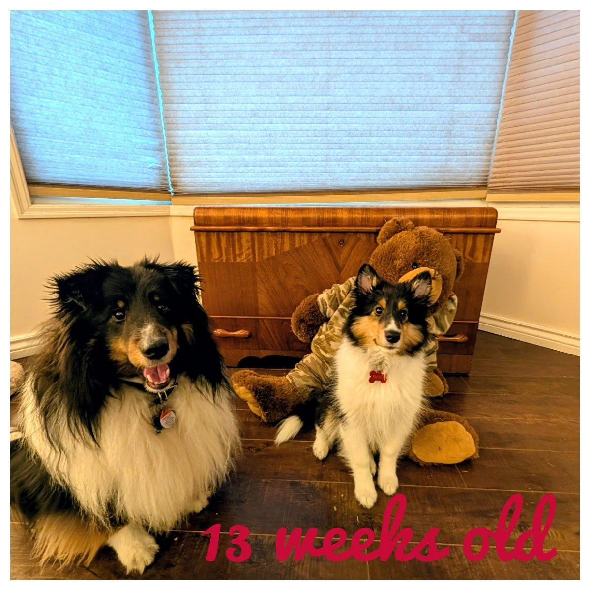 13 Weeks Old.jpg