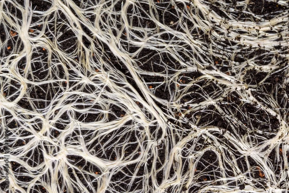 Close-up of fungal mychorrizae intertwined with plant roots in dark soil.