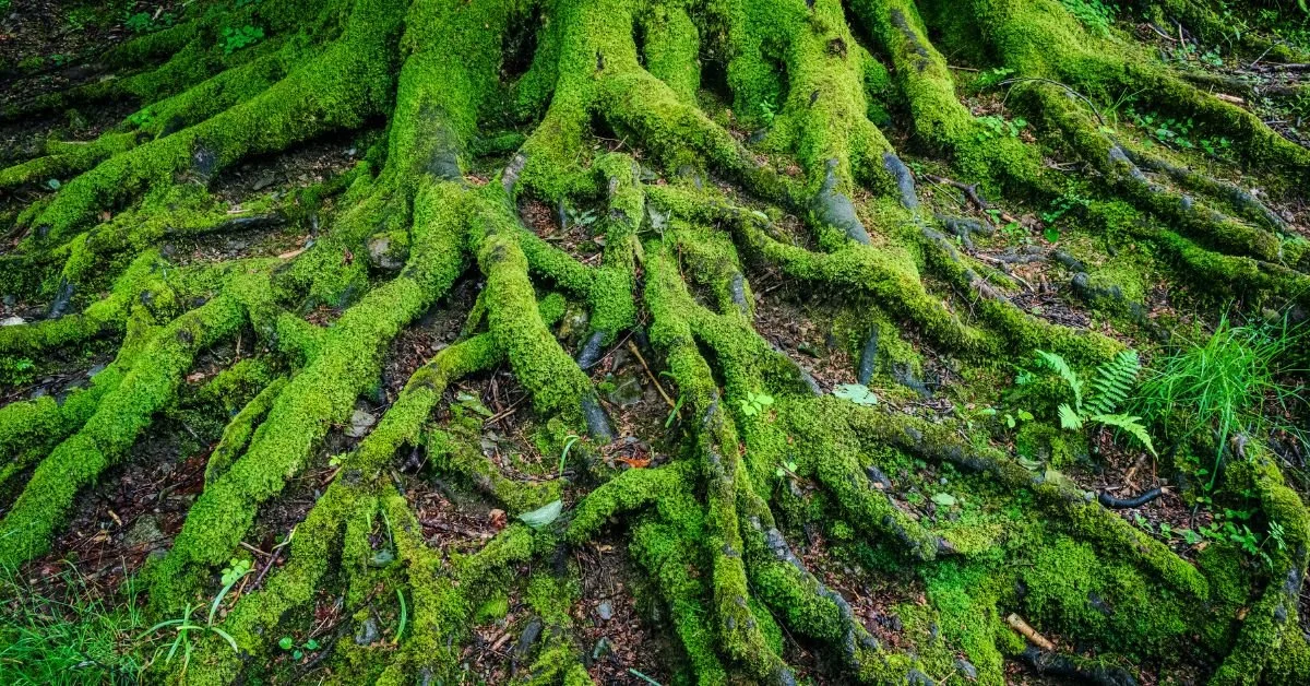 Tree roots covered in bright green moss spreading across forest floor with small greenery.