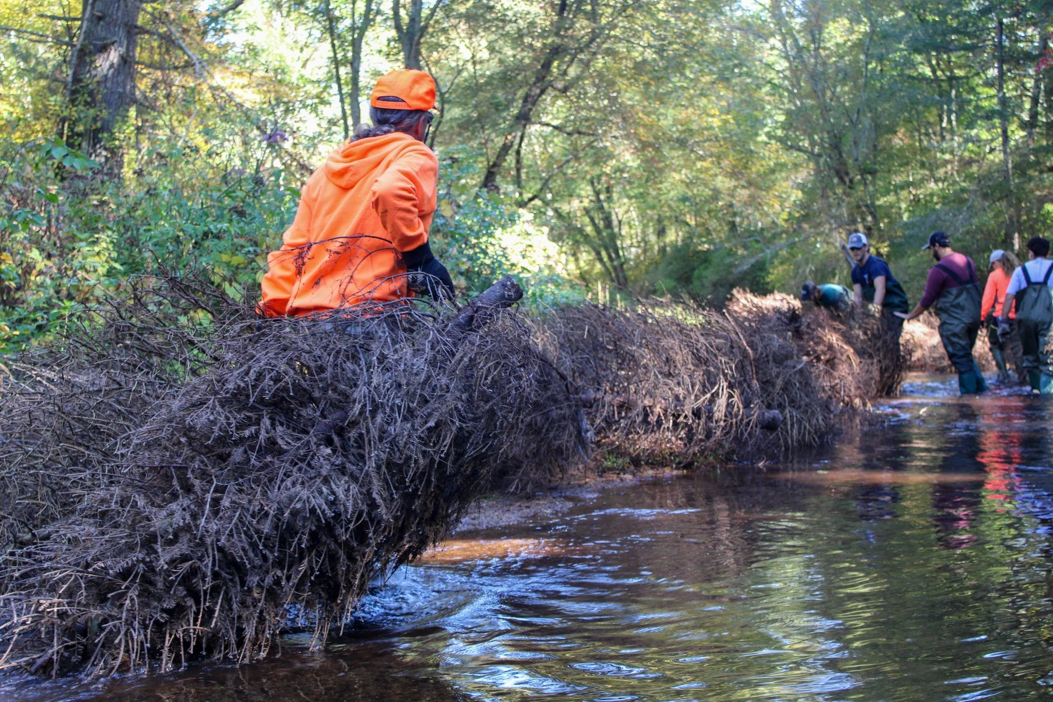 Trees for Trout - Christmas Tree Drop Off