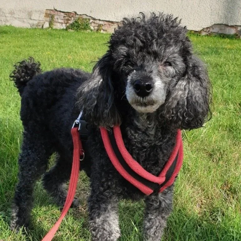 A black and gray curly-haired poodle wearing a red harness standing on green grass in front of a textured wall.