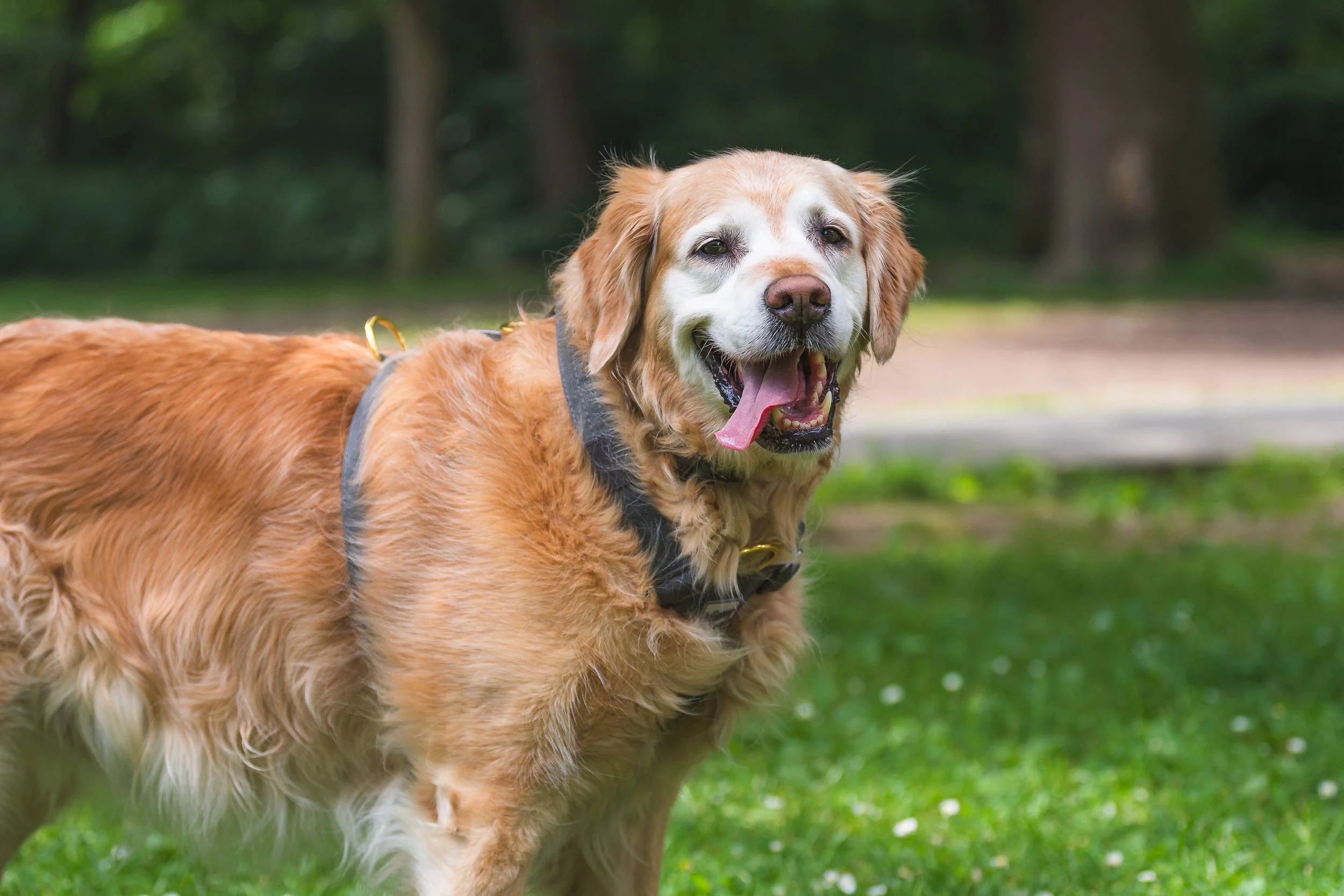A happy golden retriever dog with a black harness standing outdoors in a park on a sunny day with trees and grass in the background.