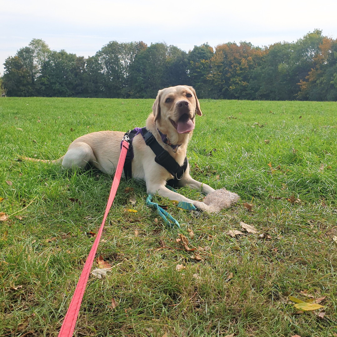 Labrador retriever with a harness and leash lying on the grass in a park, with trees in the background.