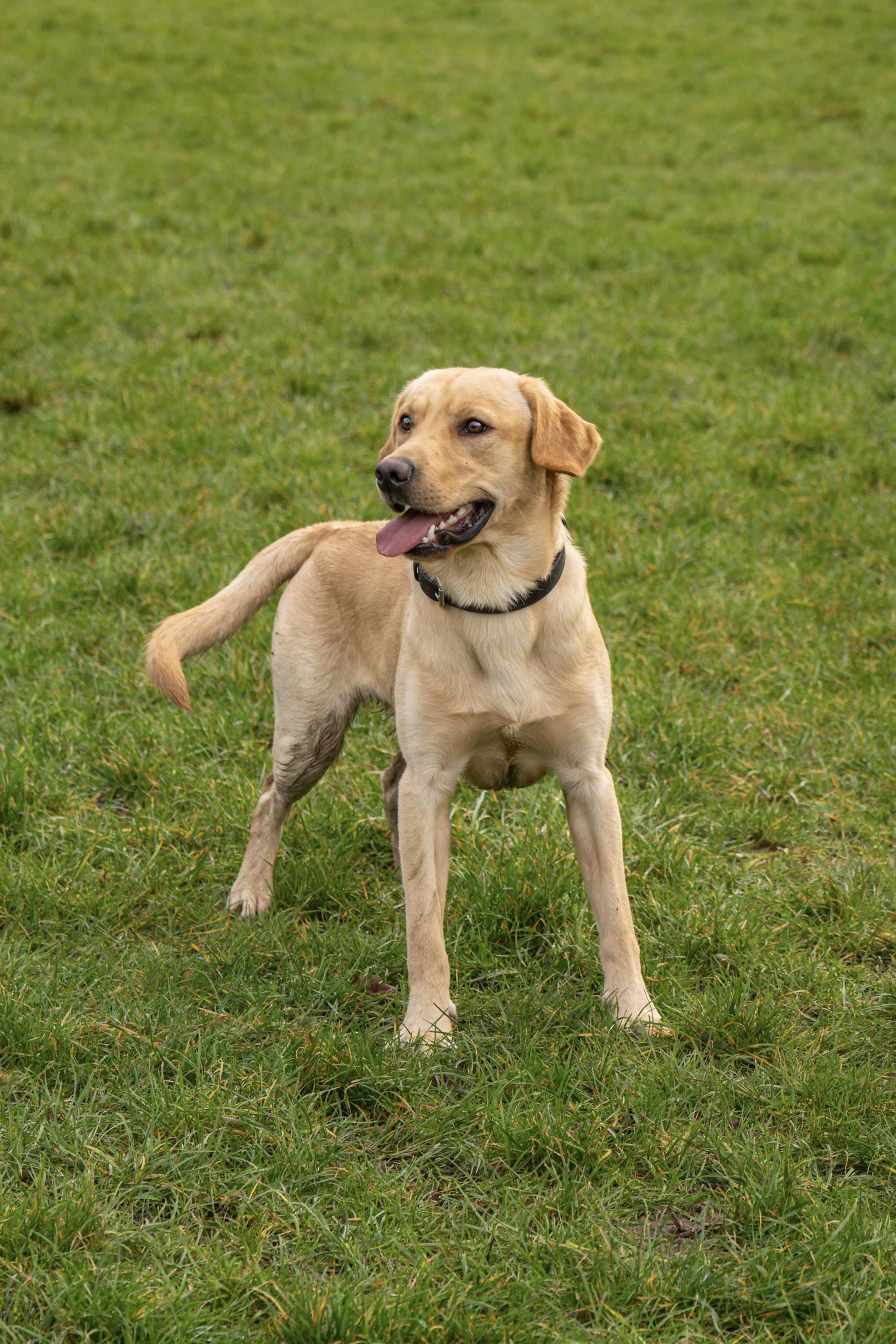 A happy yellow Labrador retriever standing on green grass in a park.