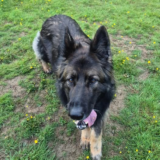 German Shepherd Dog Walking