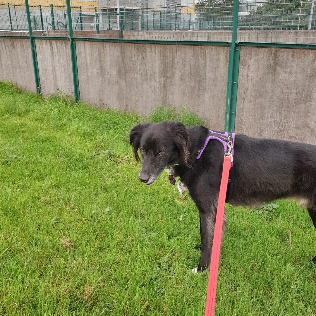 Black dog with a purple harness, on a red leash, standing on green grass near a concrete wall and fenced area.