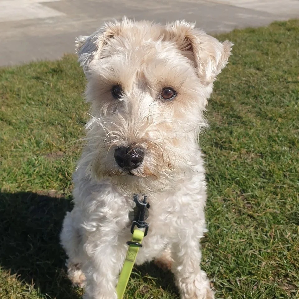 A white, curly-haired dog sitting on grass with a leash attached.