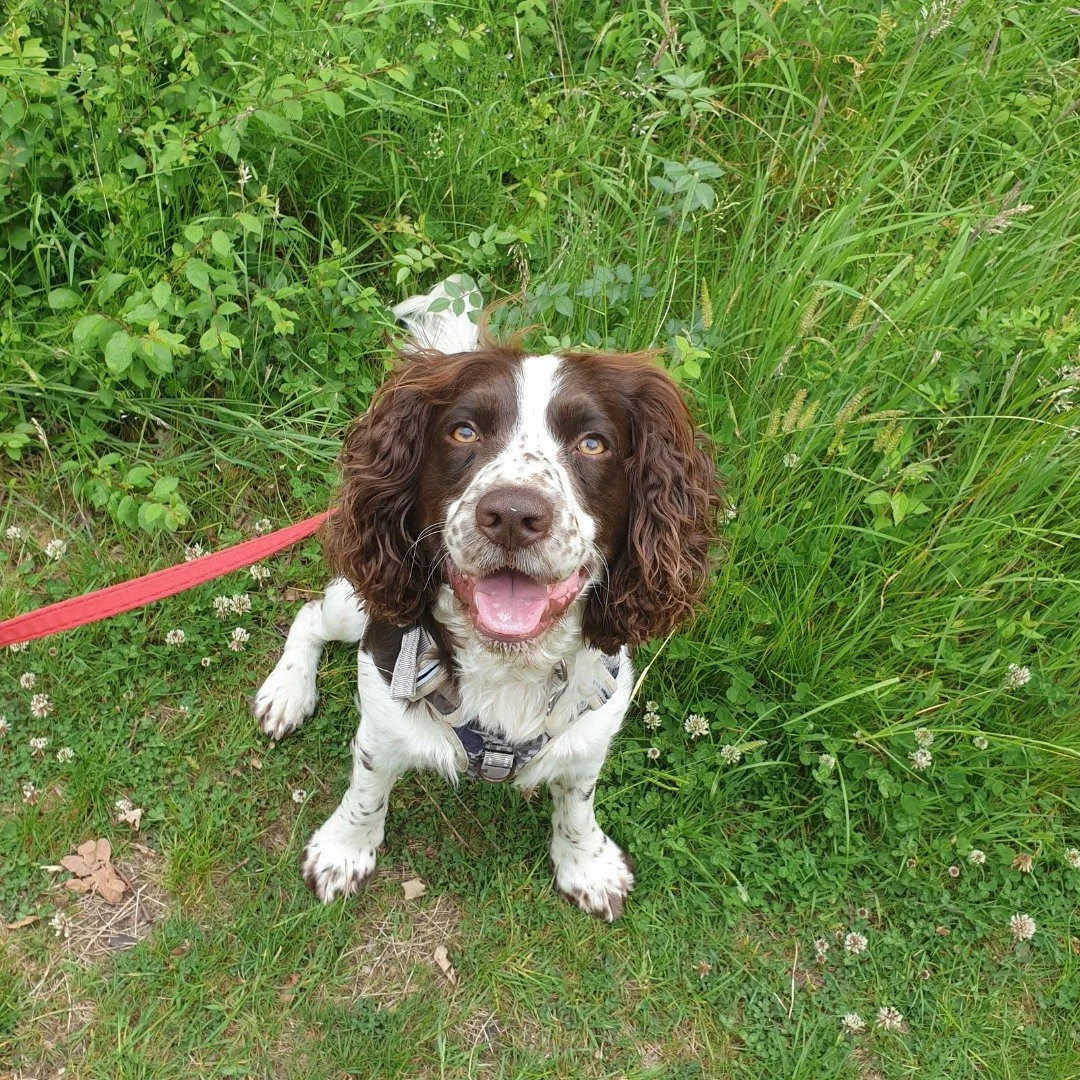 A happy brown and white cocker spaniel sitting on grass, surrounded by greenery and small white flowers, looking up at the camera.