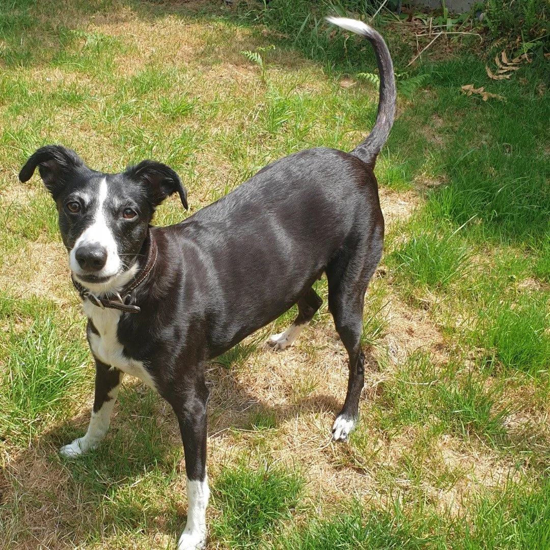 A black and white dog standing on grass outdoors, looking at the camera.
