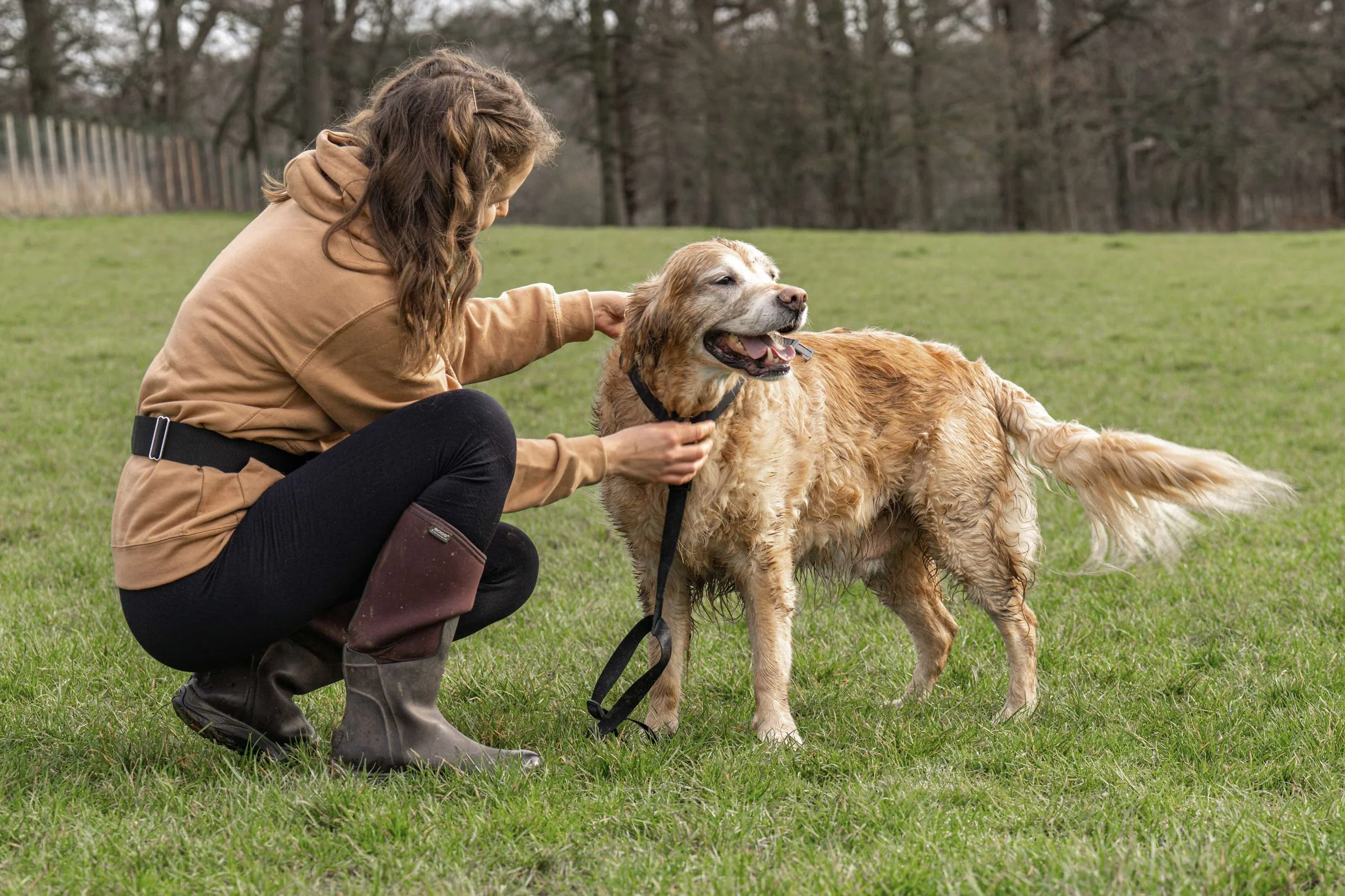 A woman crouching on the grass, petting and holding a large Golden Retriever dog on a leash in a park with green grass and trees in the background.