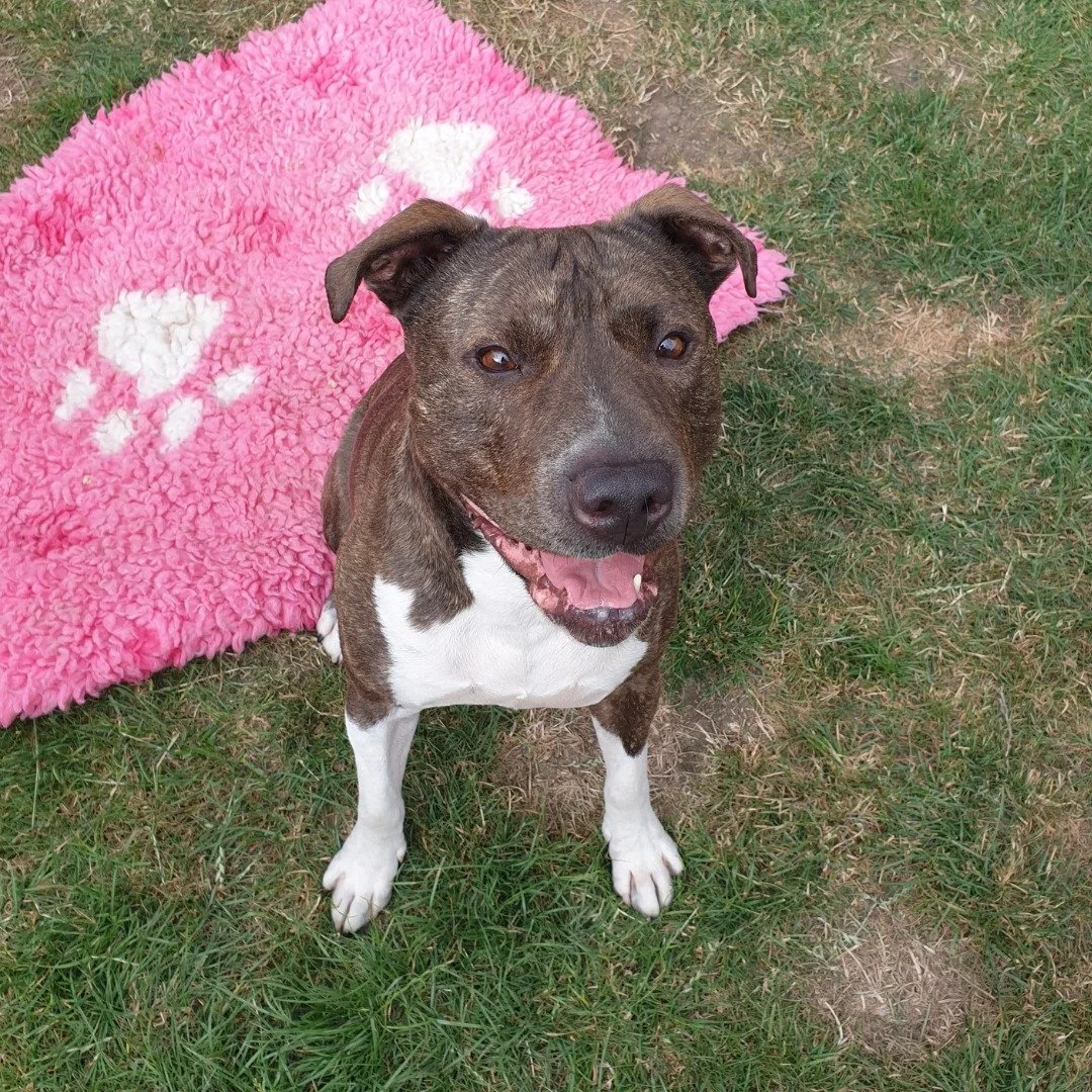A happy mixed breed dog with a brindle coat and white chest sitting on grass with a pink fluffy blanket behind it.